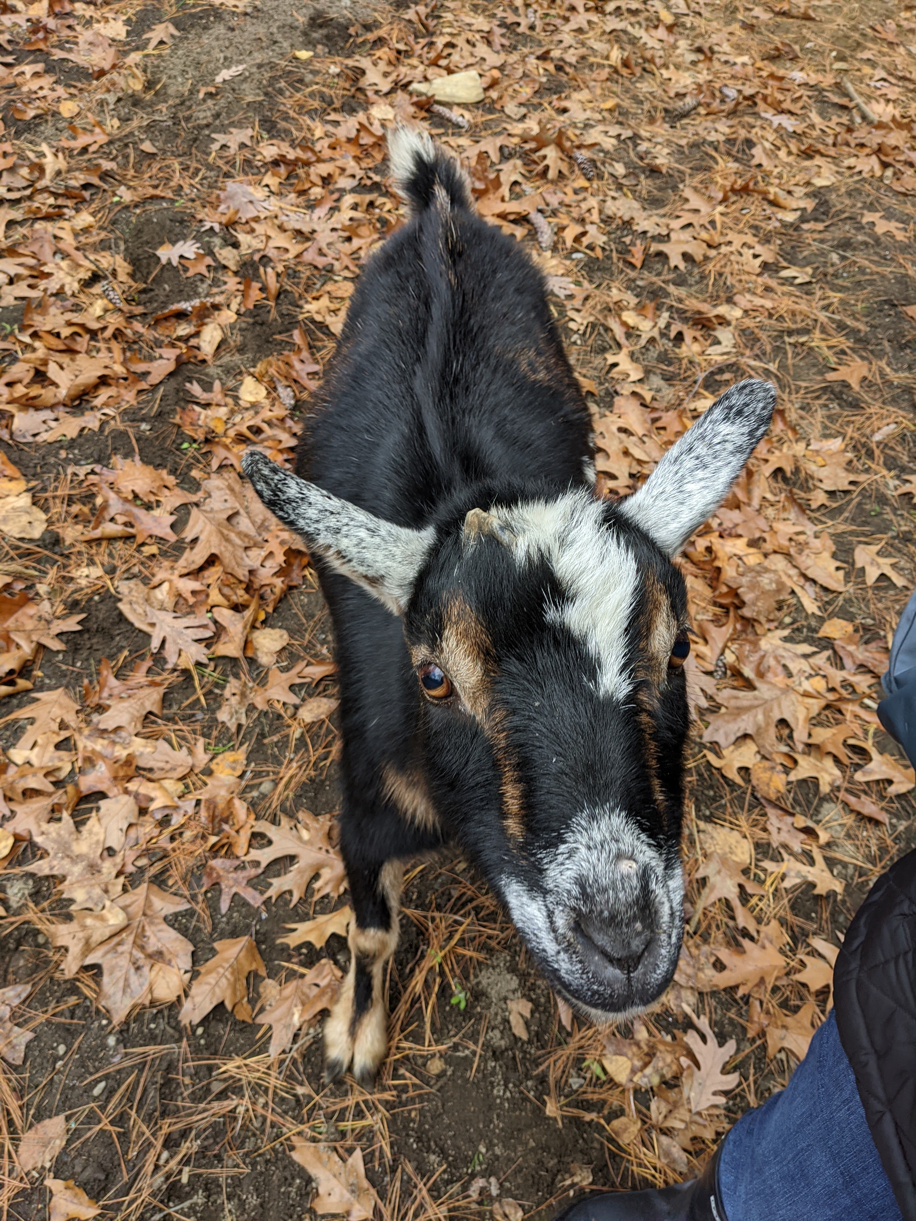 One of the many goats that accompanied us on our hike in Lunenburg.