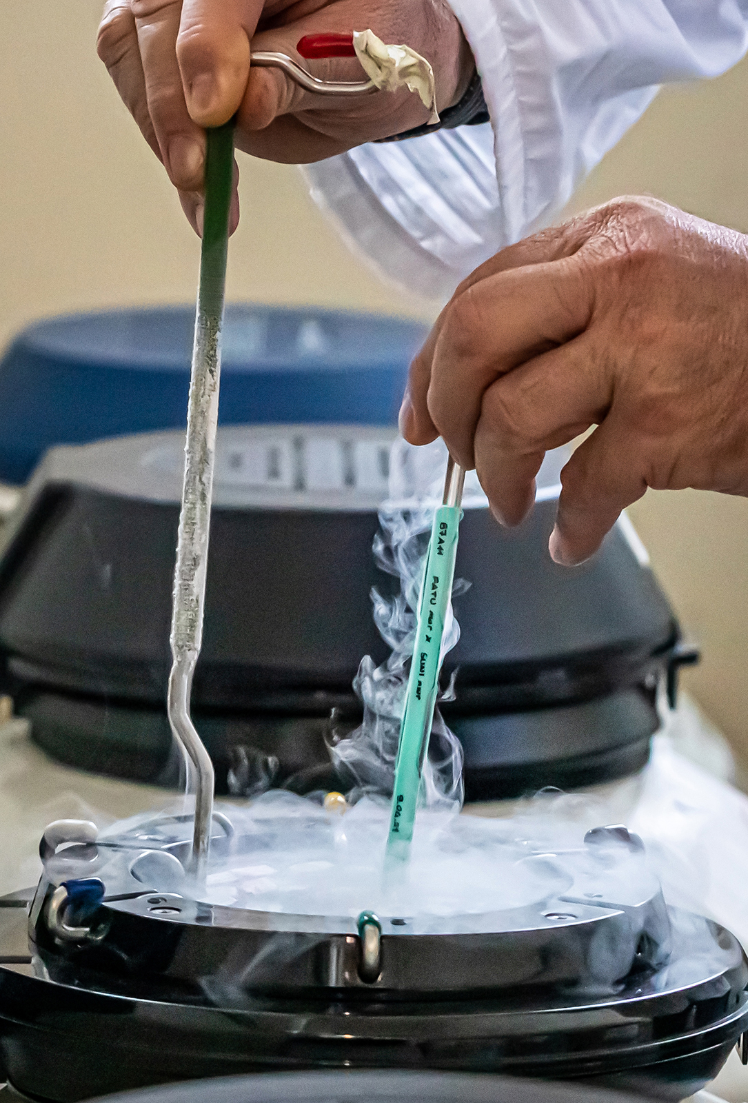 Cesare Galli screws off the lid of a liquid nitrogen canister and pulls out a sample labeled "Fatu NWR x Suni NWR, 9. 4. 21." Inside is a pair of northern white rhino embryos, created in March and April at Galli's lab, Avantea, in Cremona, Italy.