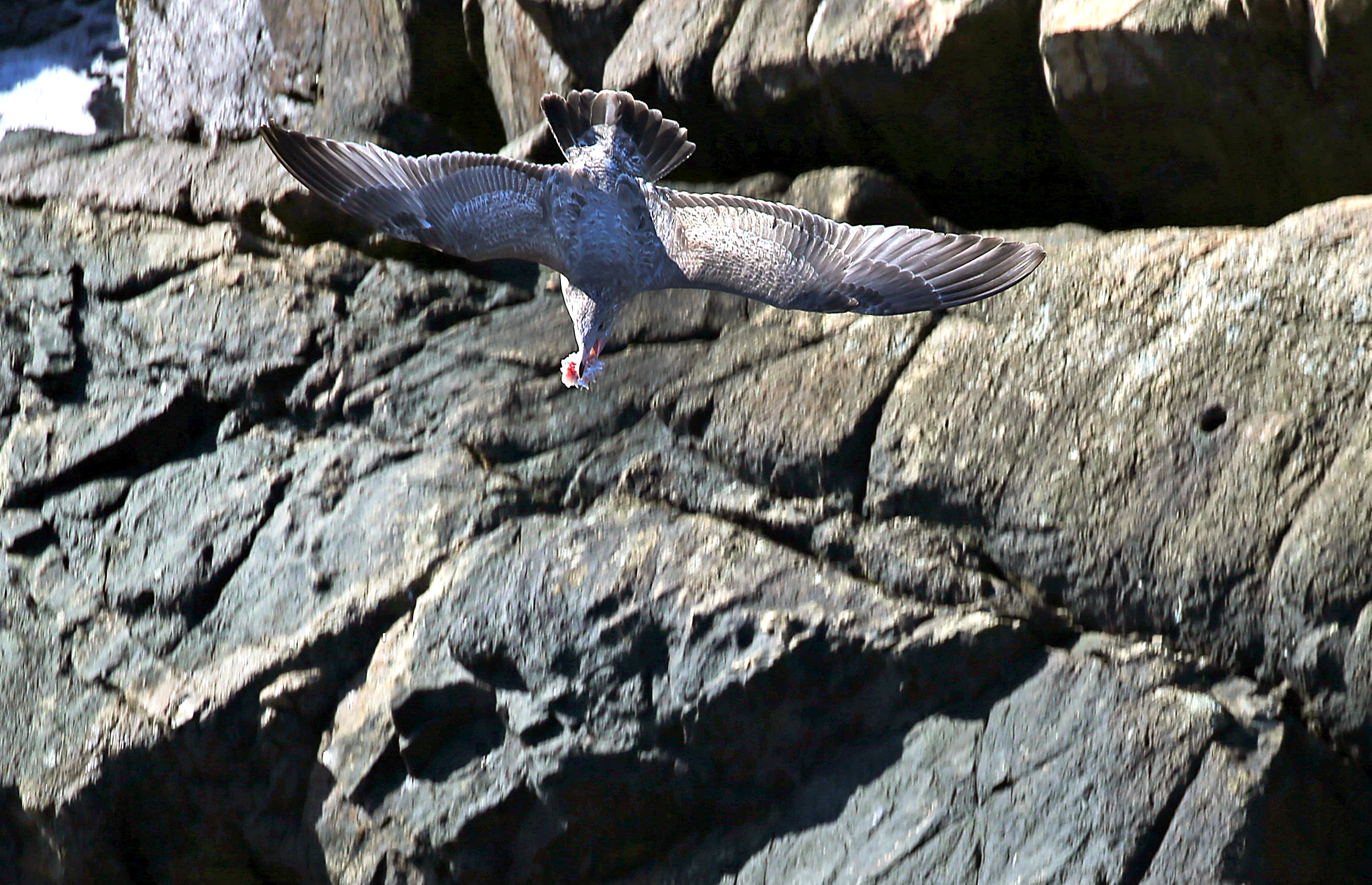 A seagull flies over the rocks at Graves Light.