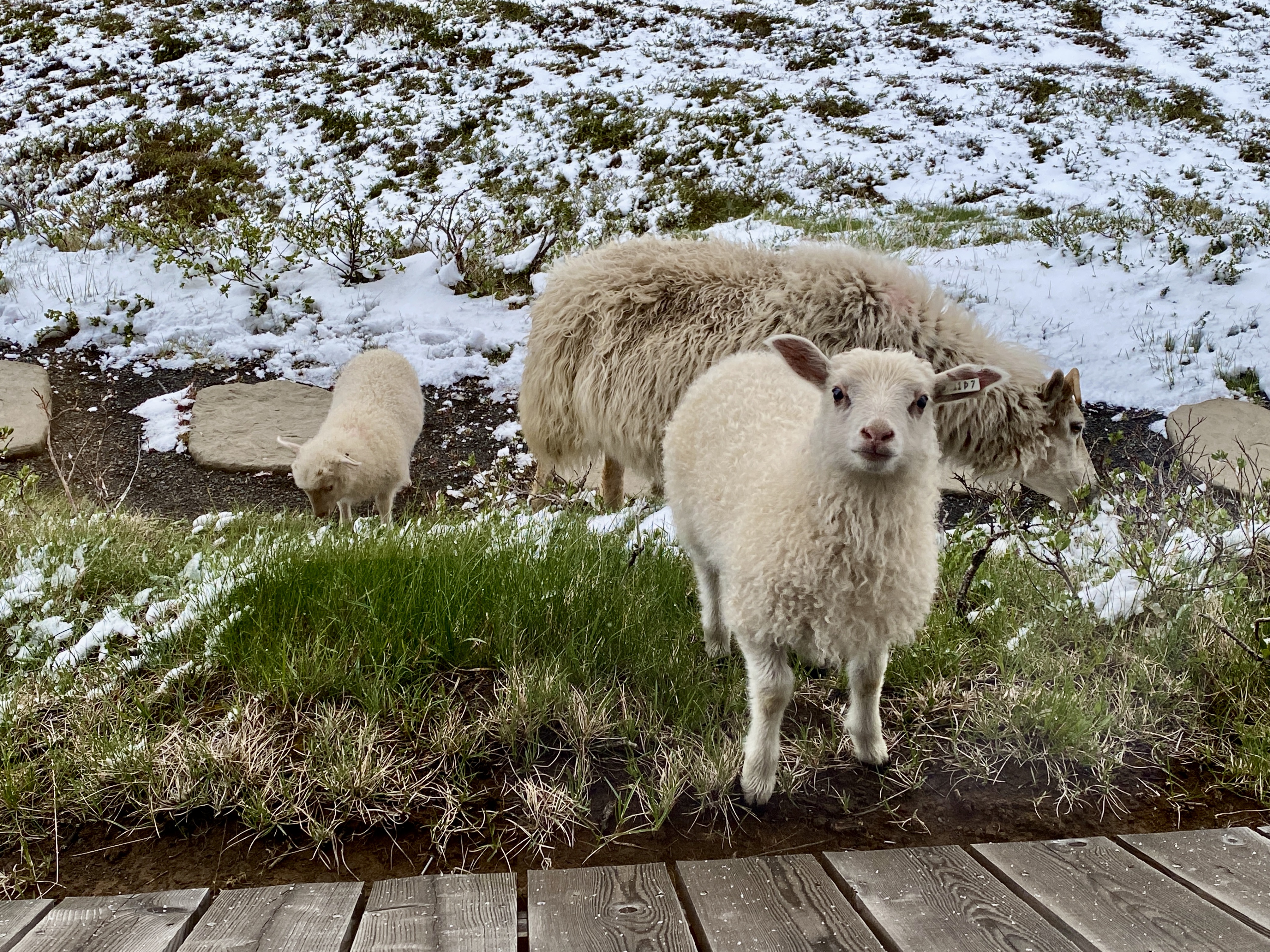 A lamb strolls up to the window of a restaurant in Mývatn, Iceland.