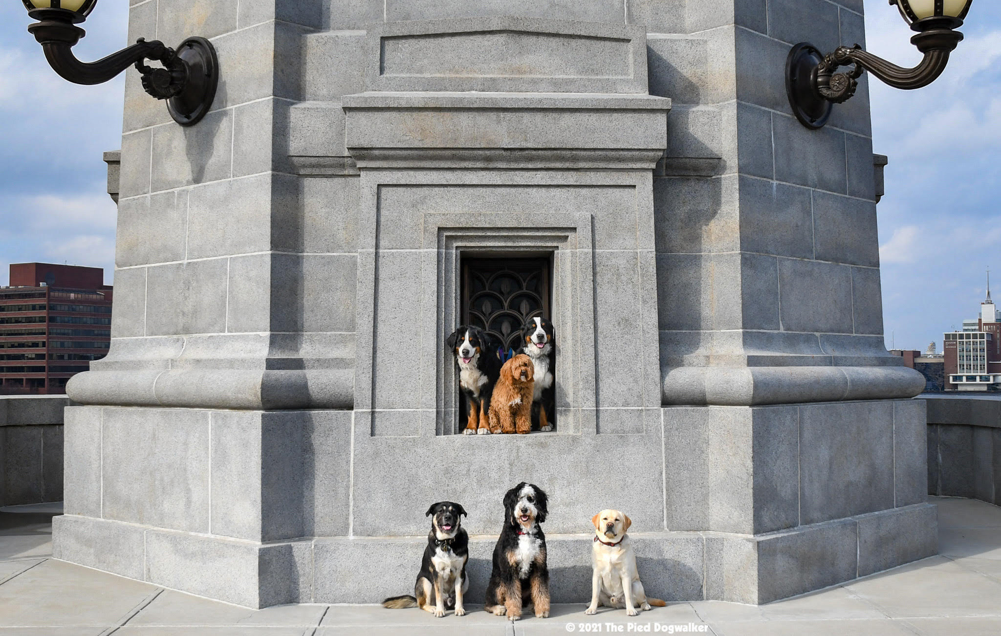 Here S The Story Behind That Photo Of All Those Good Dogs Posing On The Longfellow Bridge The Boston Globe