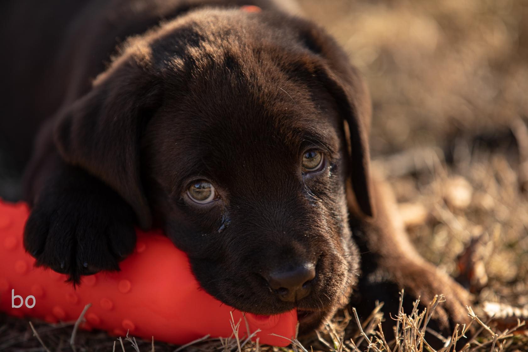 National Puppy Day photo gallery of athletes and their dogs - Sports  Illustrated