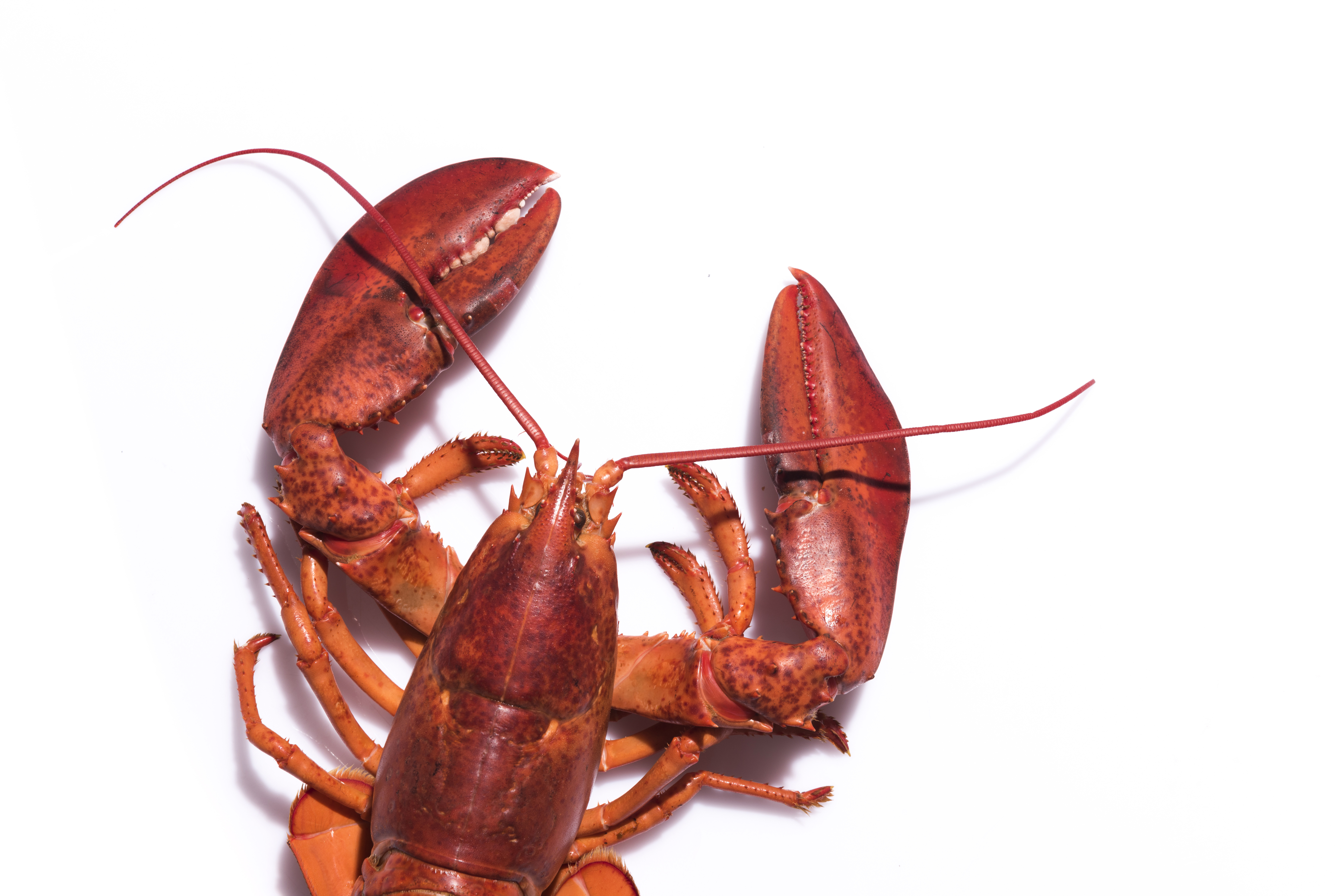 The outlook for getting a restaurant table on Cape Cod this summer is a bit muddy.
COVID has further complicated the Cape’s staffing issues and so some places are waiting longer to open or to go all out.