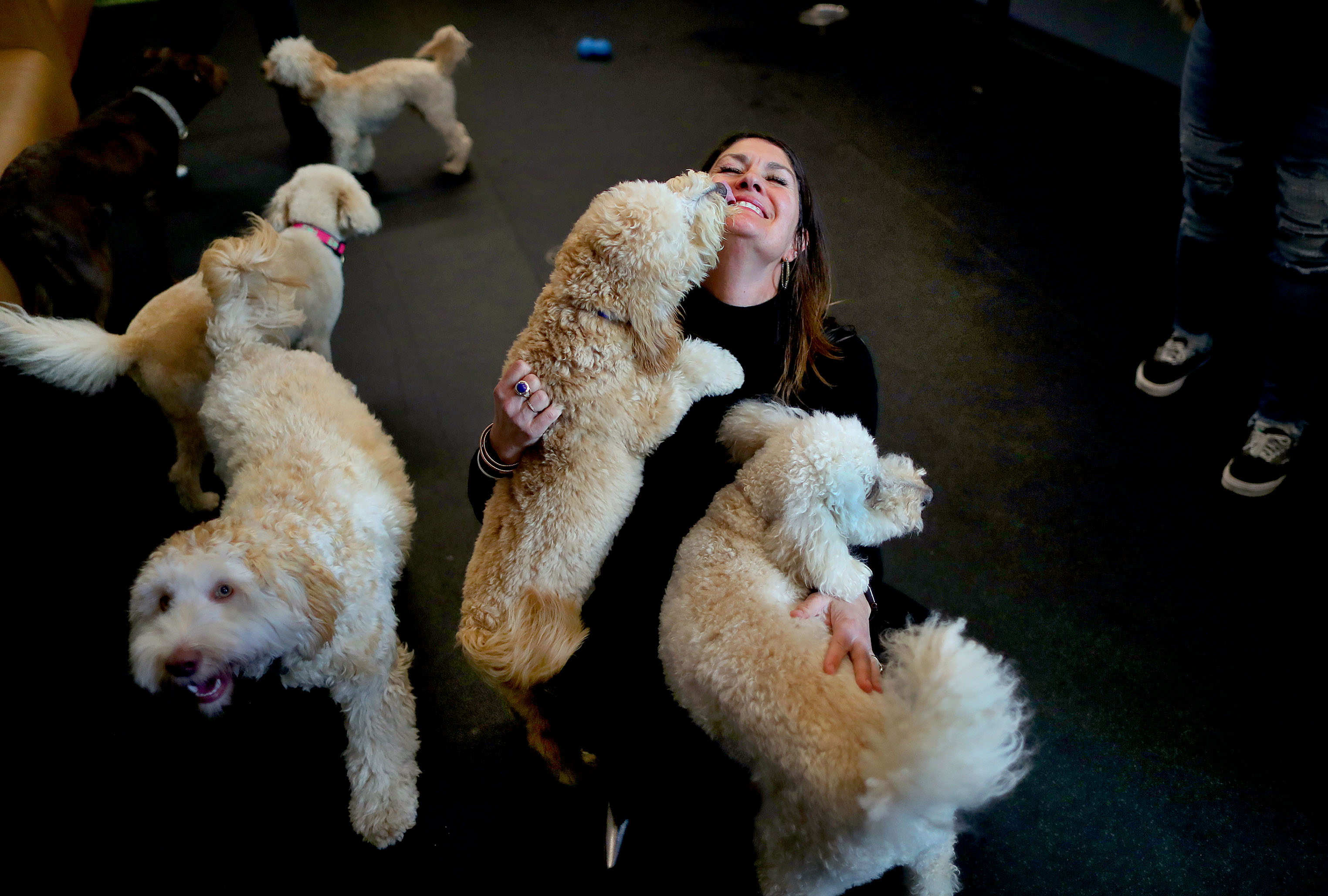 Rebecca Willson, surrounded by dogs, is the founder of Urban Hounds, a dog care academy in Boston.