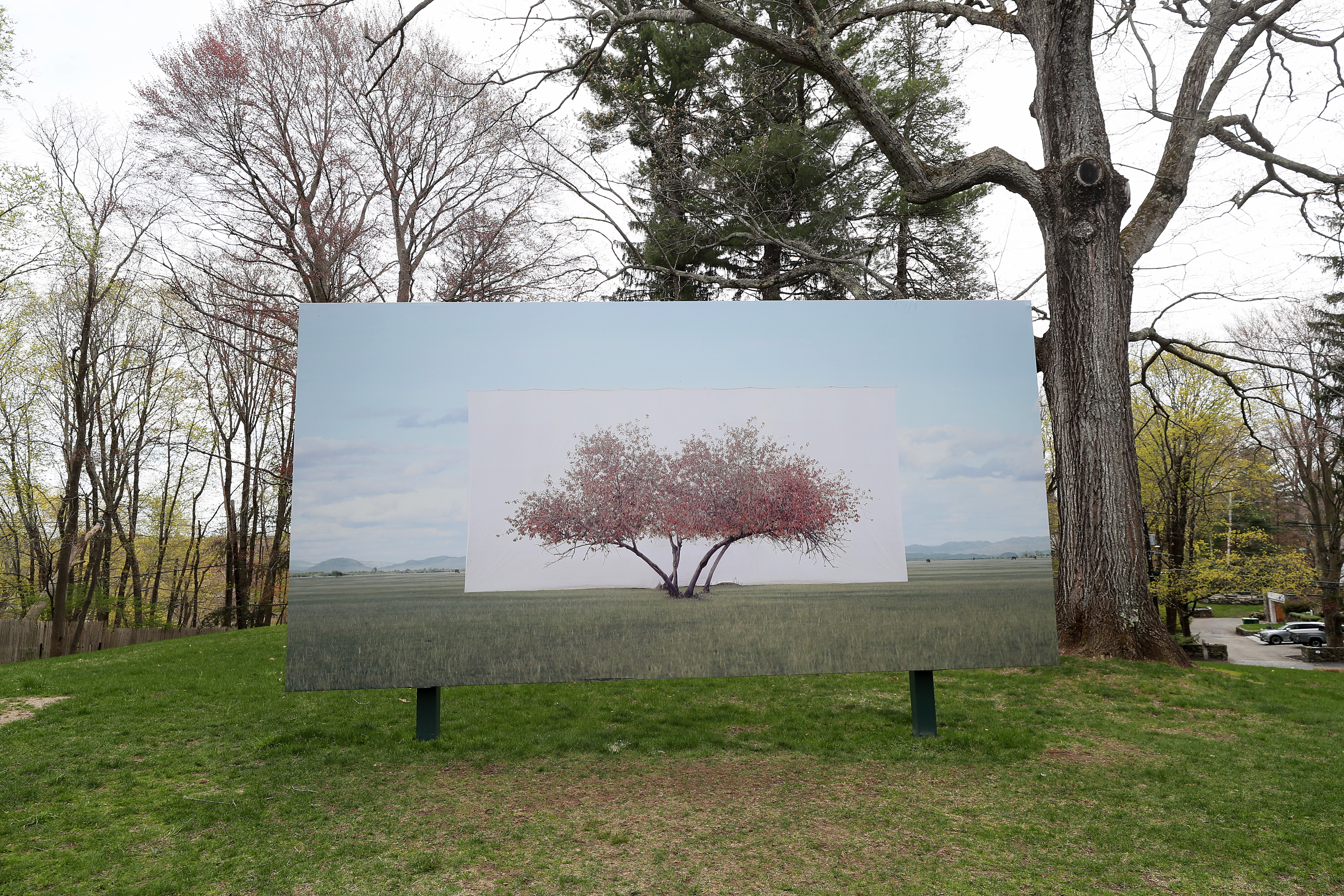 Photographer Myoung Ho Lee's "Tree and Tree Abroad" series, on view at the deCordova Sculpture Park and Museum.