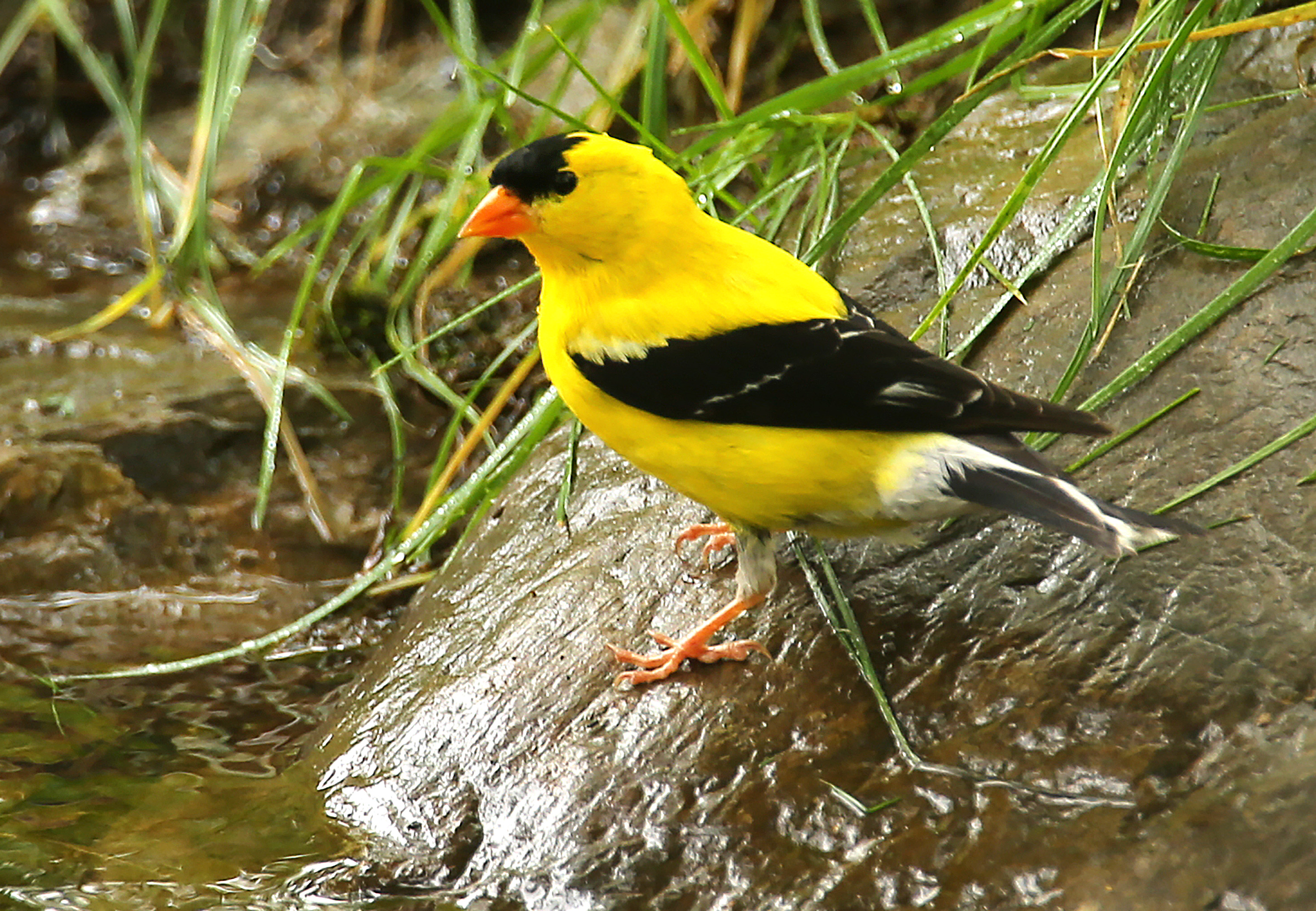 A goldfinch is perched on a rock by a stream that flows next to a trail at World's End.