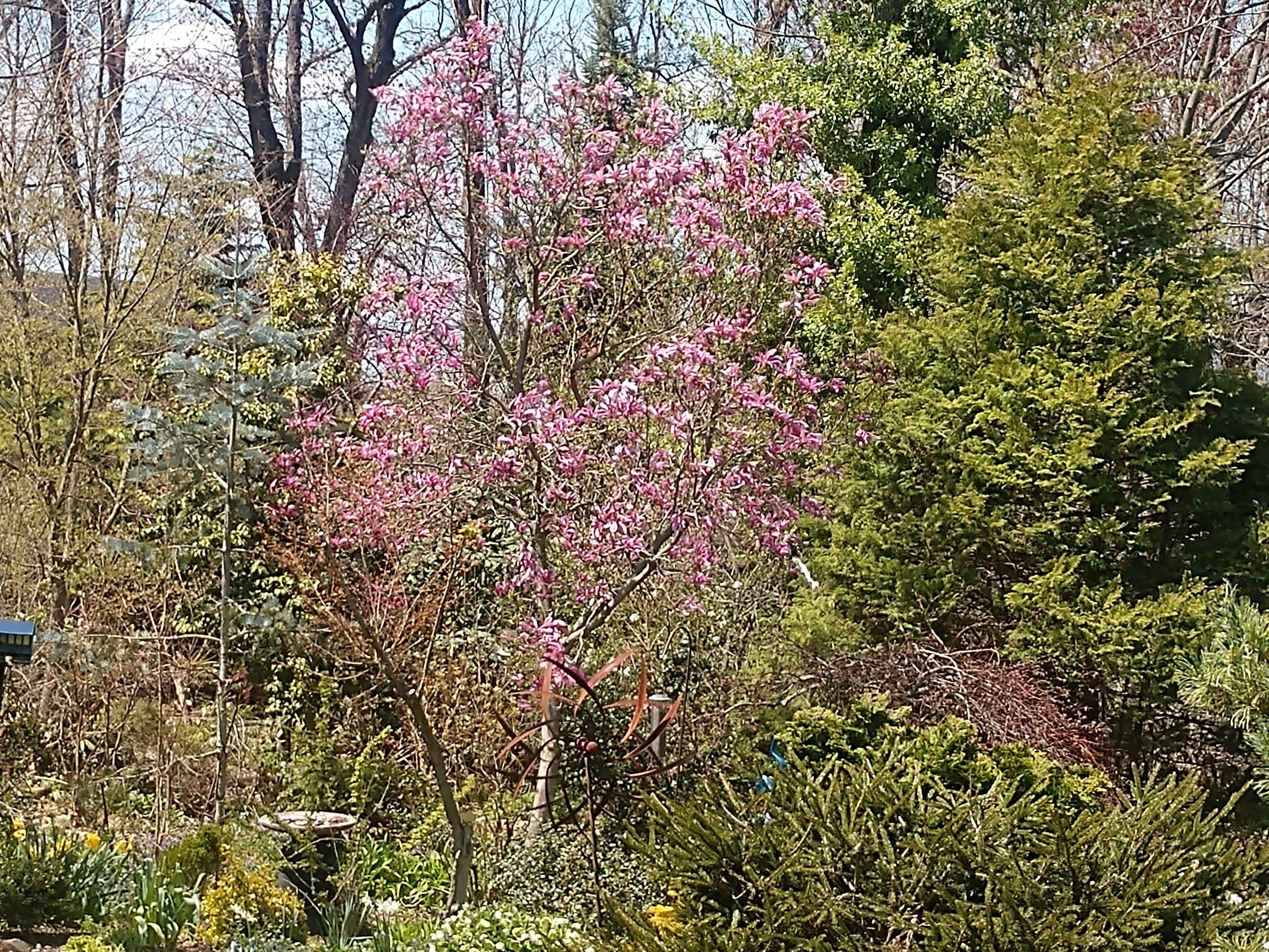 Dave Epstein photographed a blossoming tree in April 2021 for a Globe weather column.