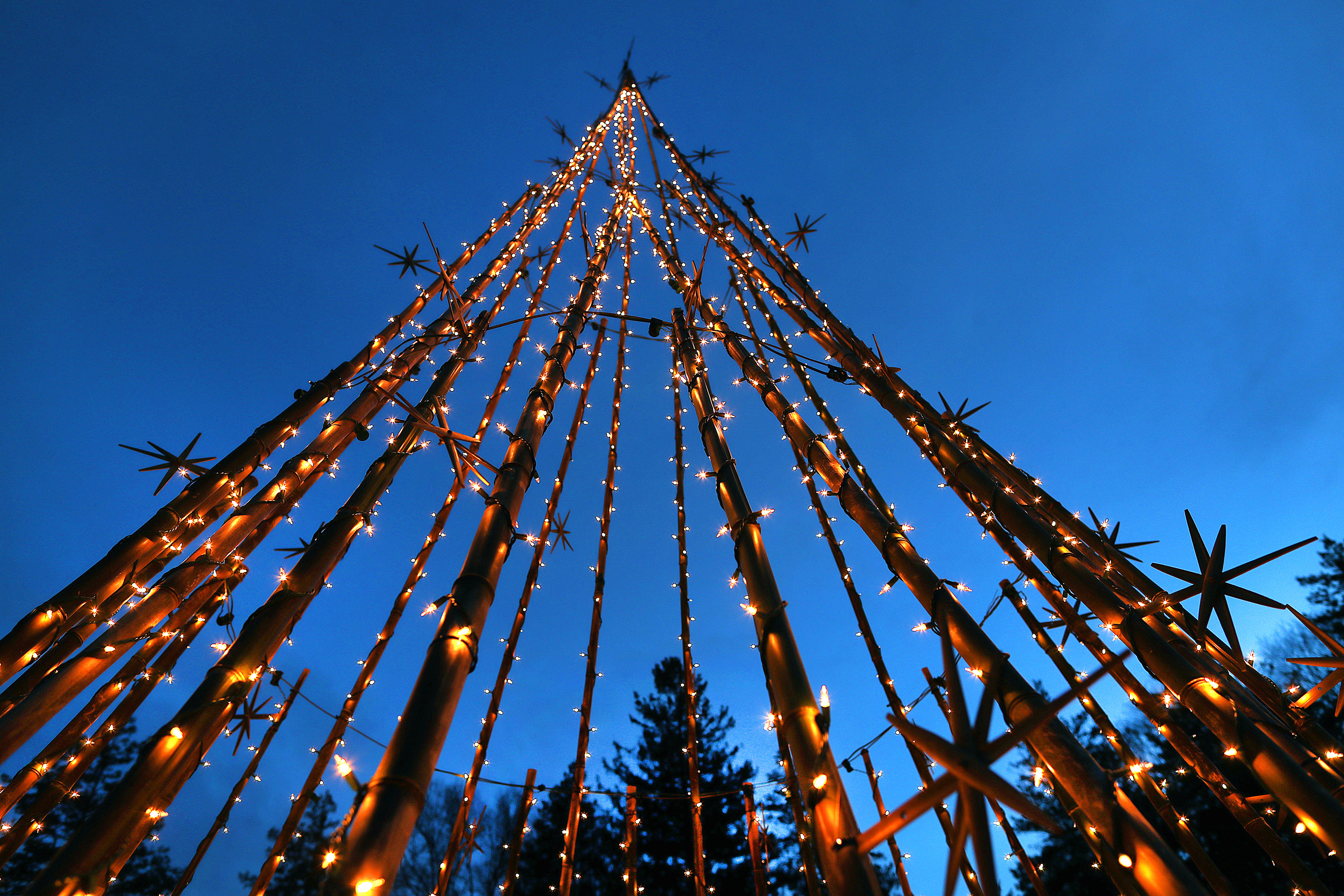 Bamboo form a 30-foot-tall Christmas tree at Blithewold.