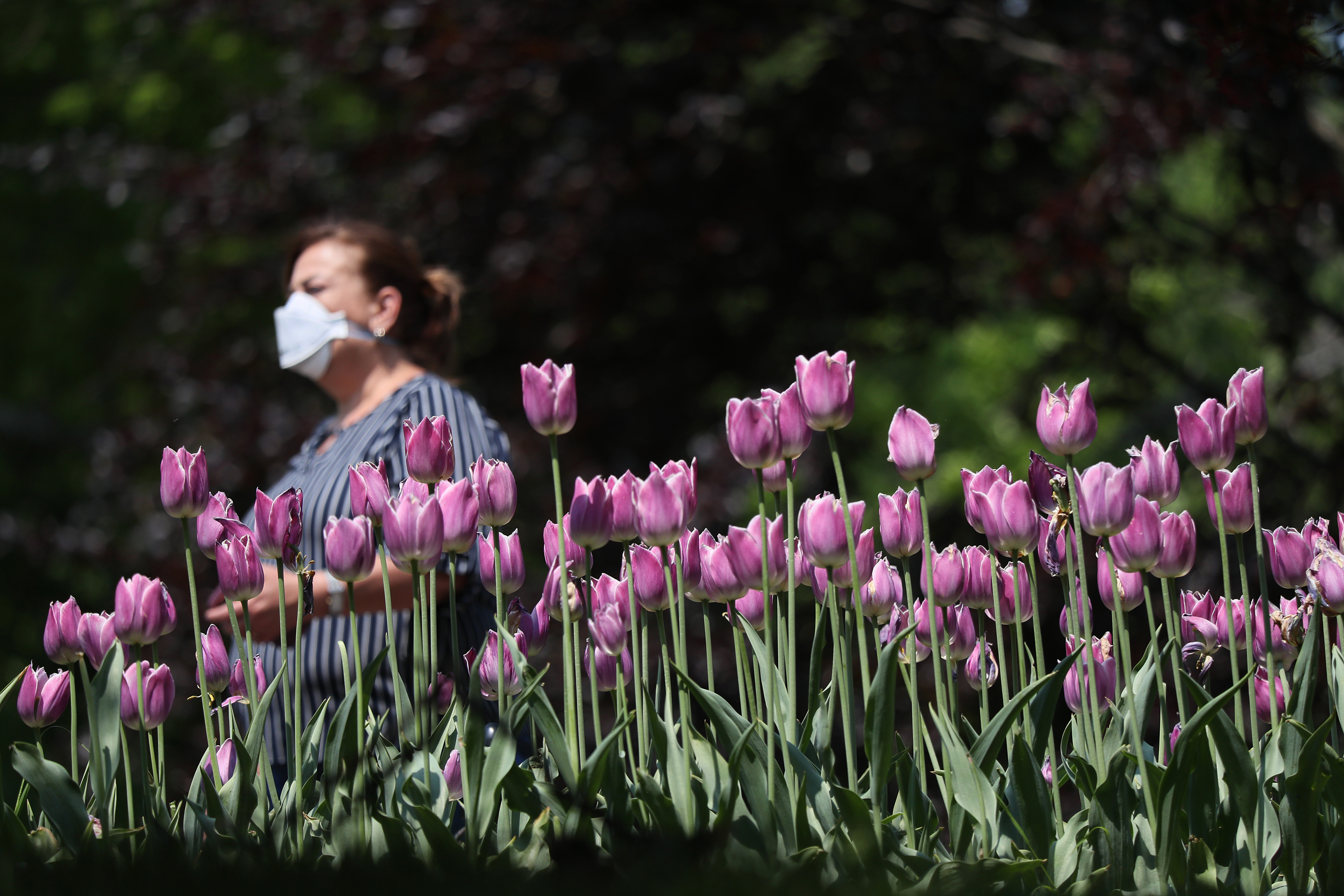 People walk through the Public Garden. Some people are still wearing masks to help with the heavy pollen season this year.
Suzanne Kreiter/Globe Staff