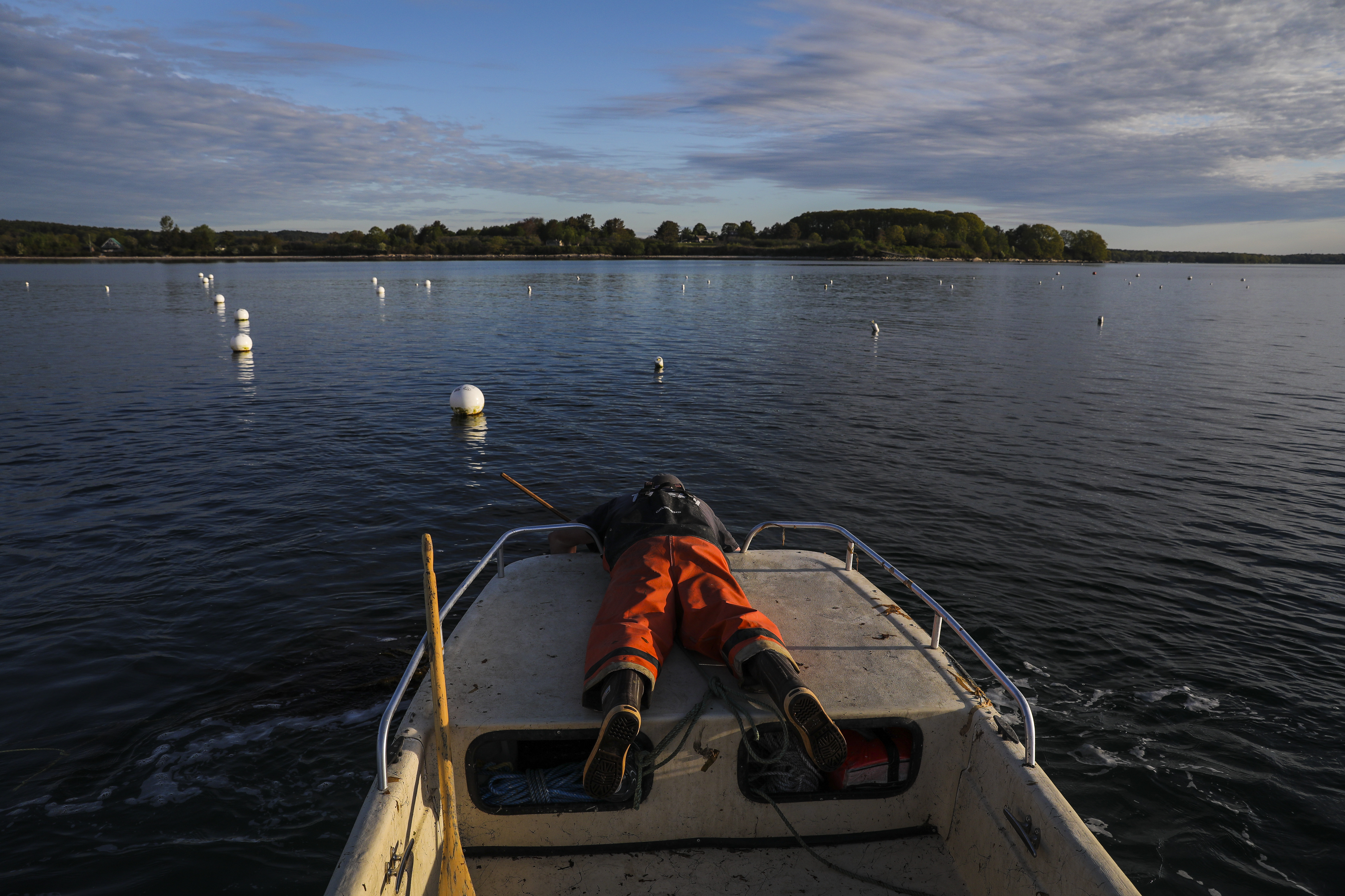 Matt Cranston ties off ropes of kelp during a harvest for Francke's kelp farm.