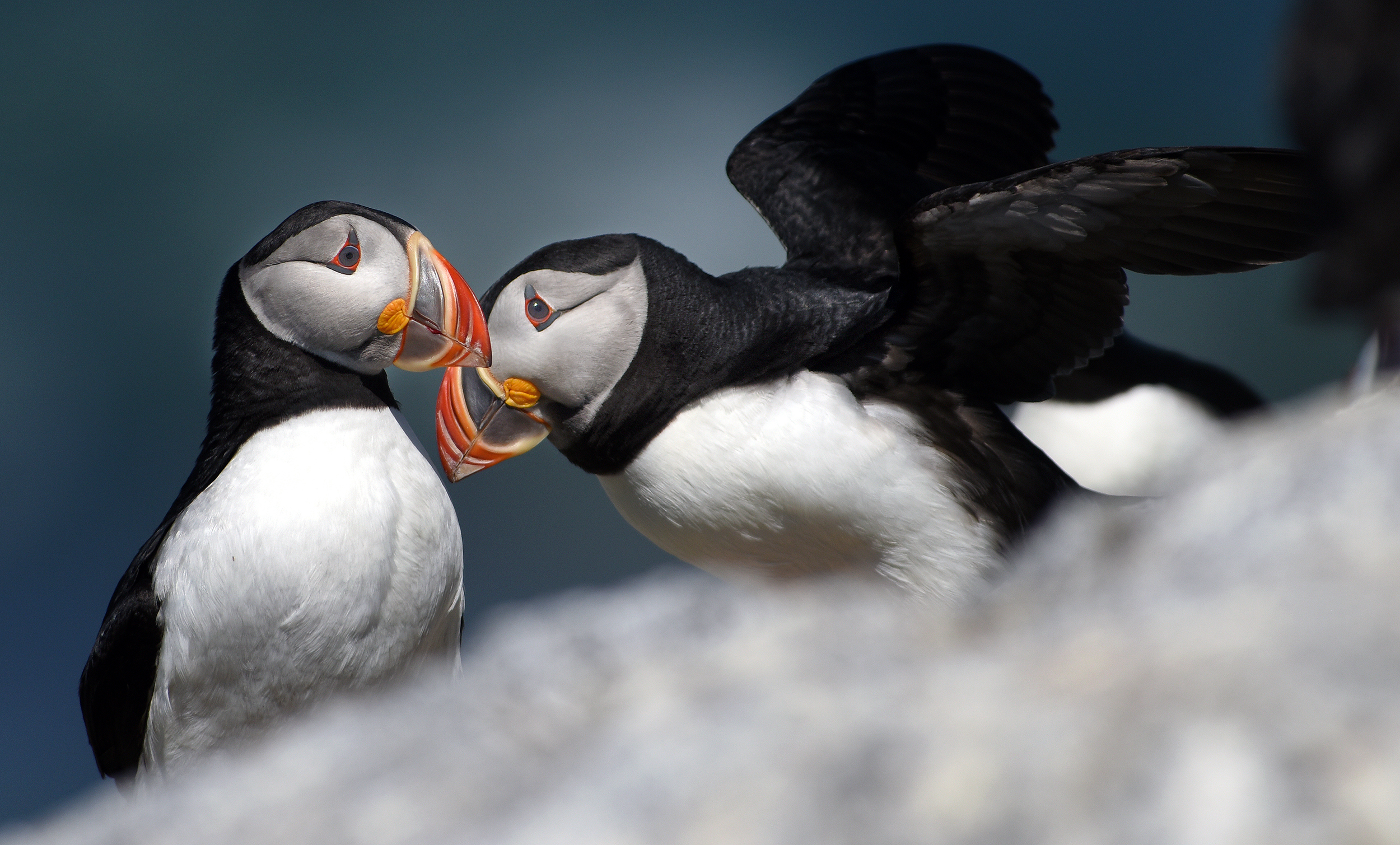 A bellwether of climate change, puffins are struggling to survive