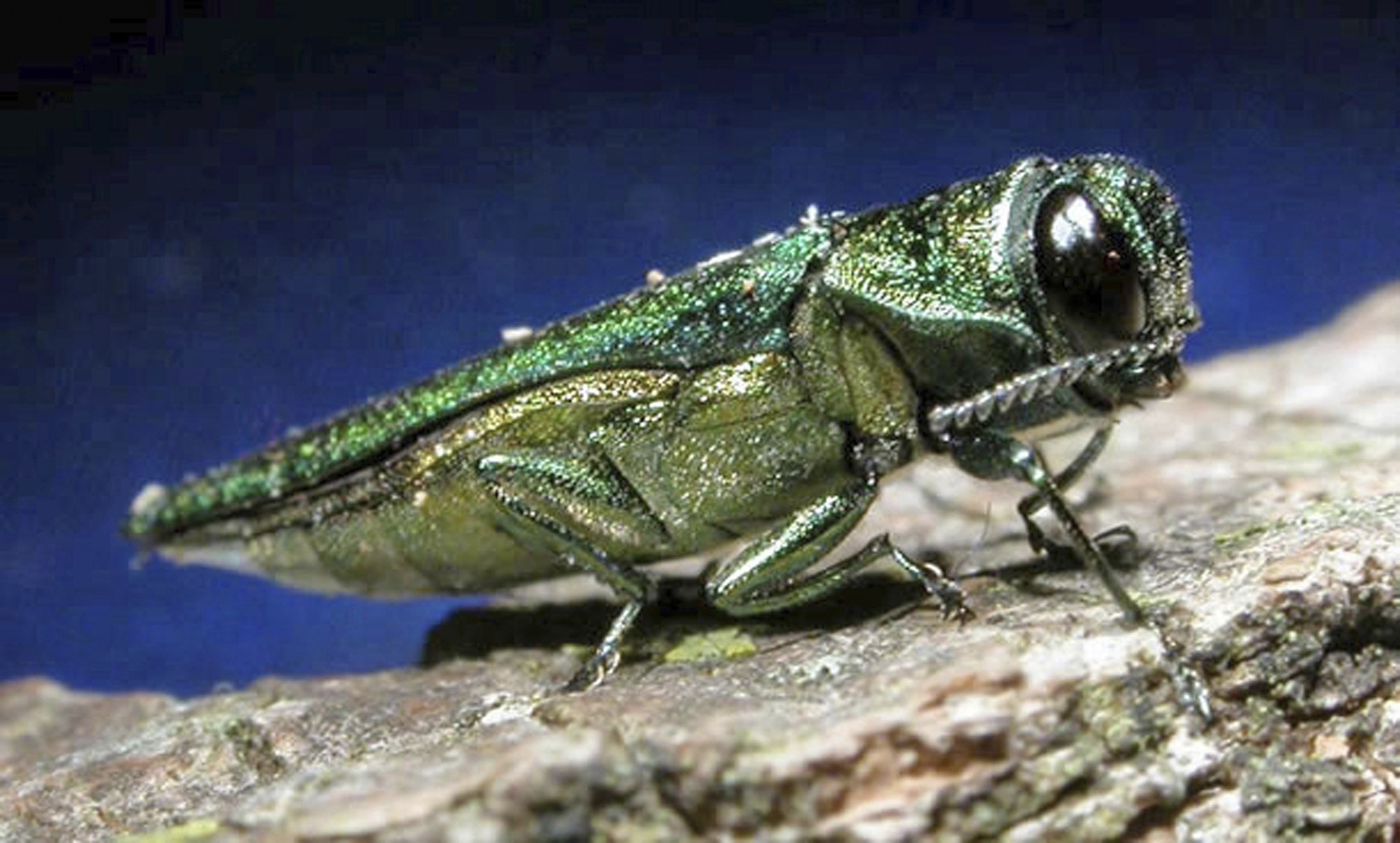 An adult emerald ash borer.