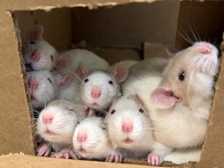 MSPCA-Angell's 163-rat rescue sparks adoption push