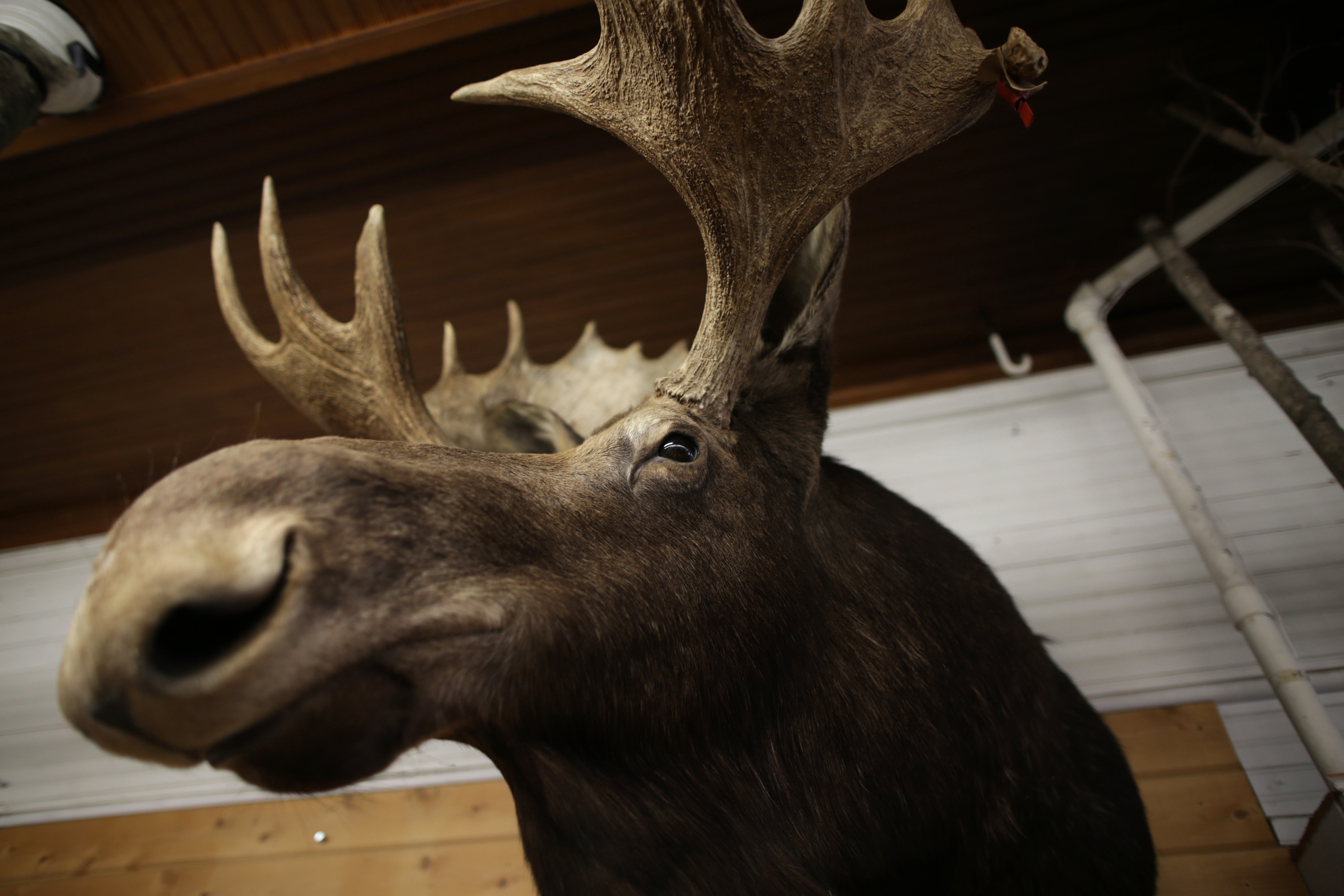 A taxidermied moose hung on the wall at Currier's.
