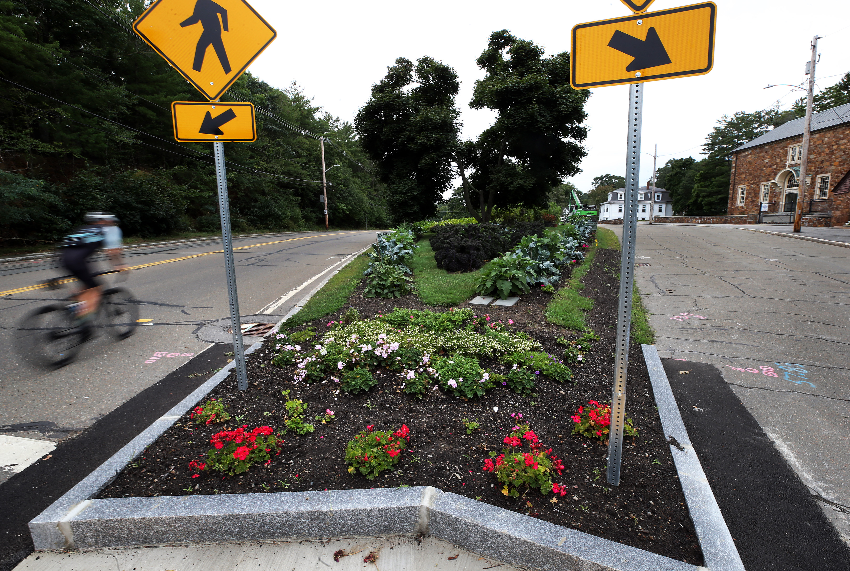 A bicycle rider zooms by part of the traffic island, now known as Beverly Farms Gardens.