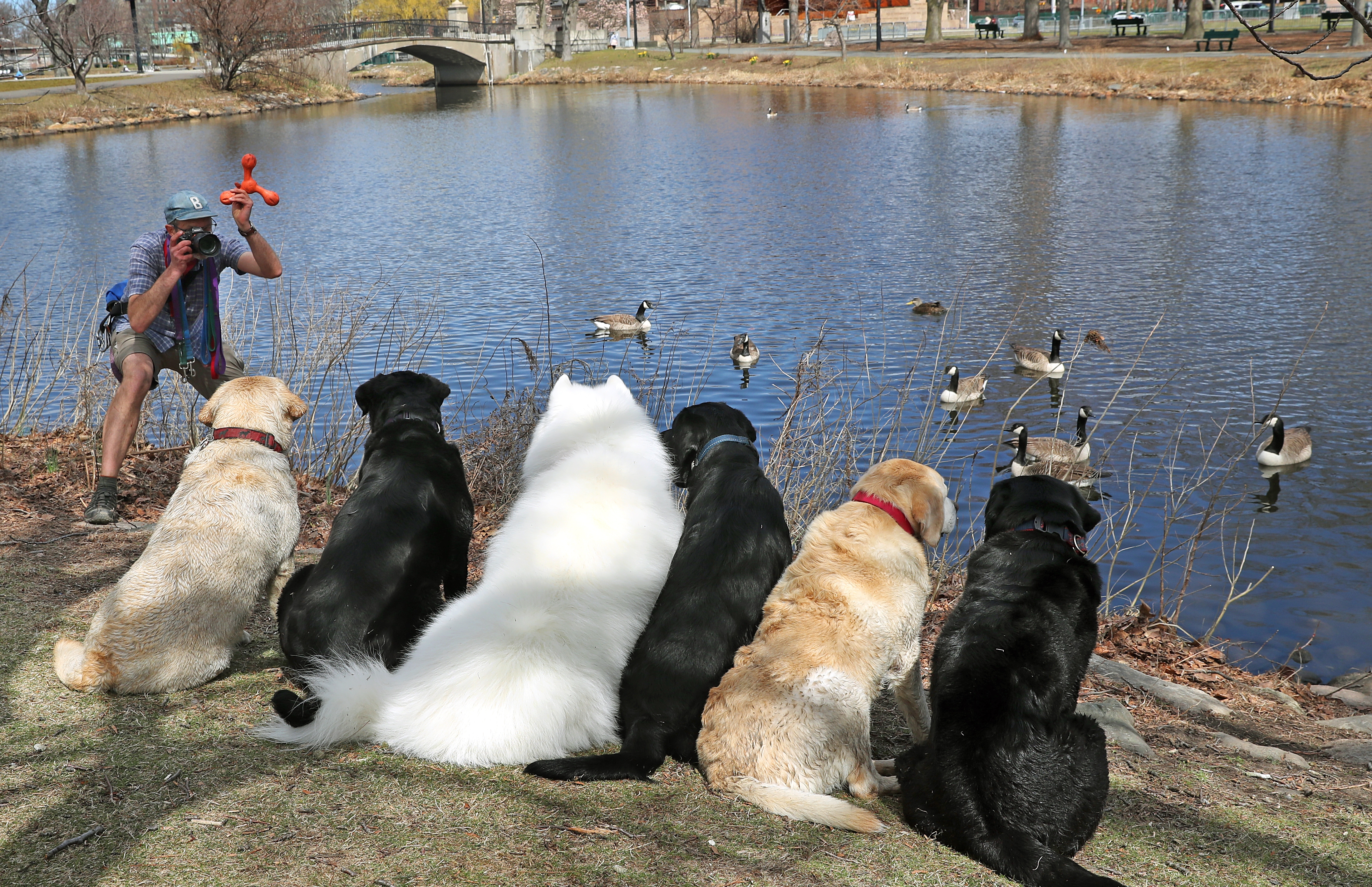 Dog walker Steven Watson from Beacon Hill posed the dogs for a group shot along the Charles River Esplanade in Boston on Tuesday.