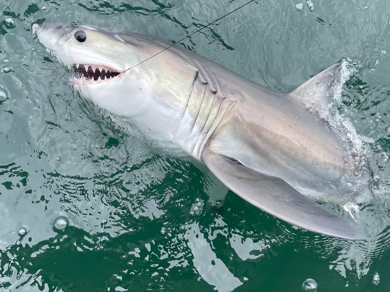 Shark facts: Shark Week starts; here are some interesting facts about sharks  that may surprise you - The Economic Times