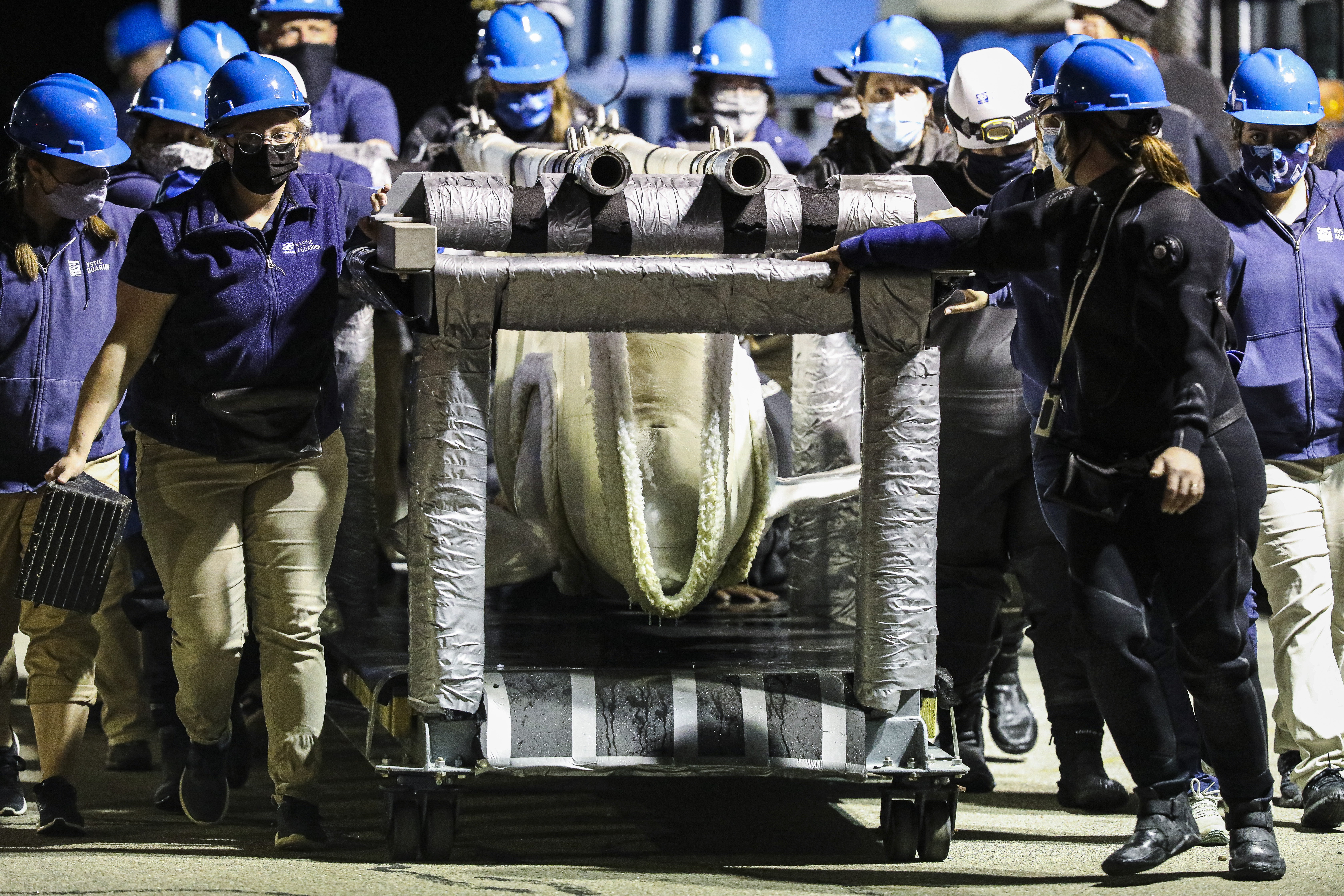 Mystic Aquarium employees pushed a wheeled cart containing a beluga whale as it arrived at its new home on Friday evening.