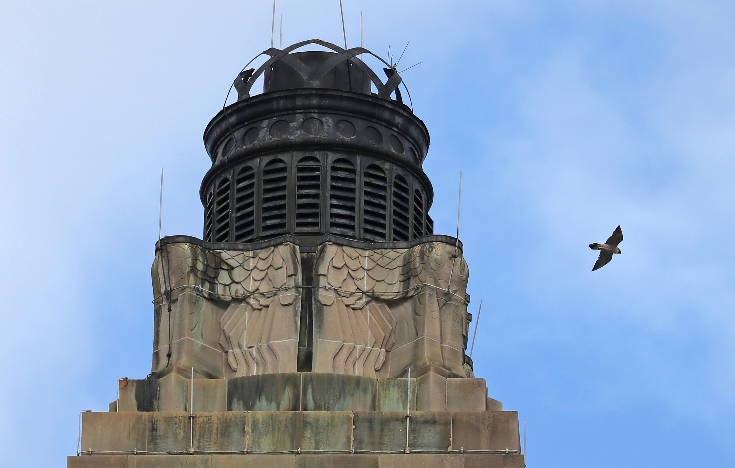 A peregrine falcon flew around the tower of the Industrial National Bank Building, aka the "Superman building," in Providence.