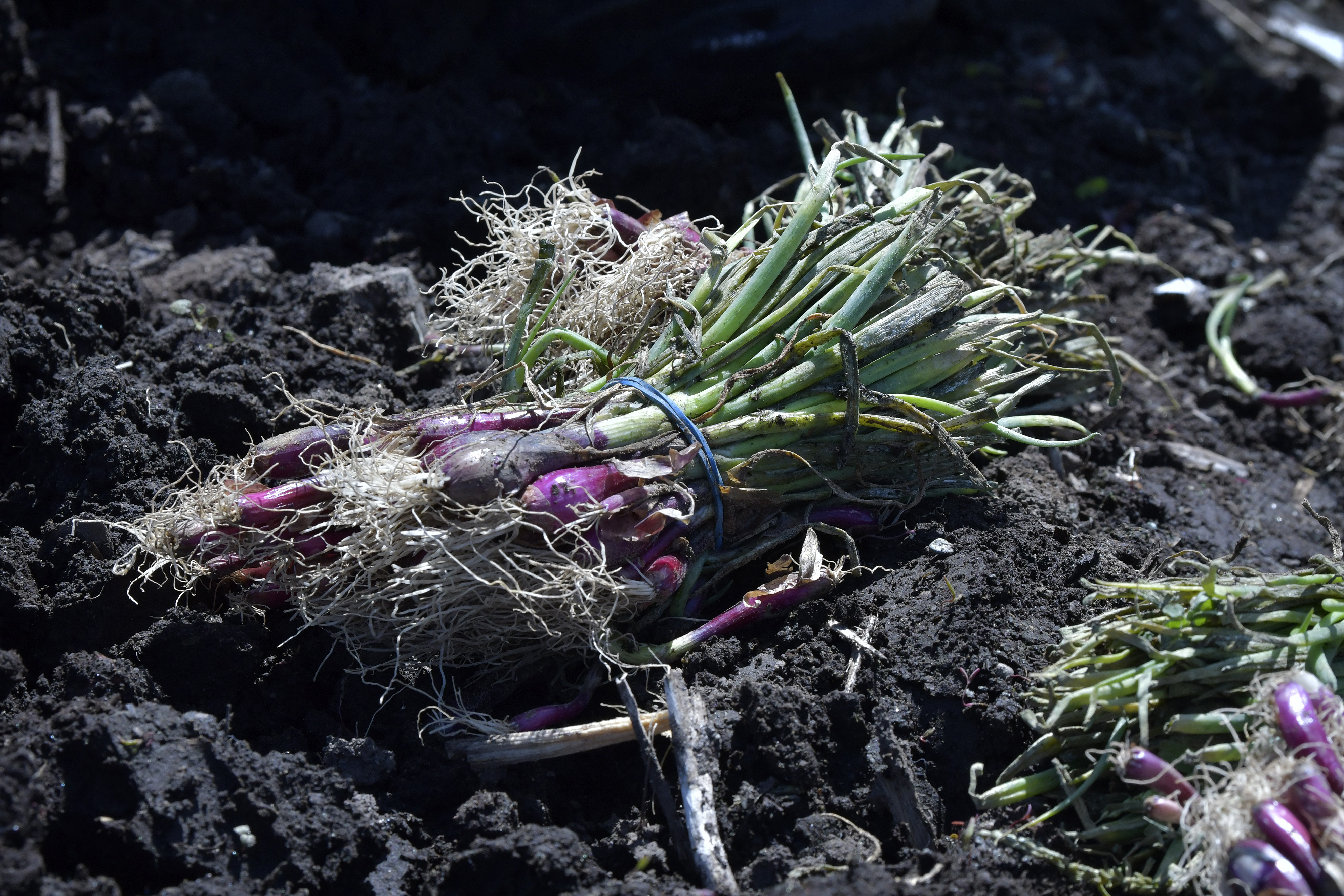 A bundle of onions at White Gate Farm in Dracut.