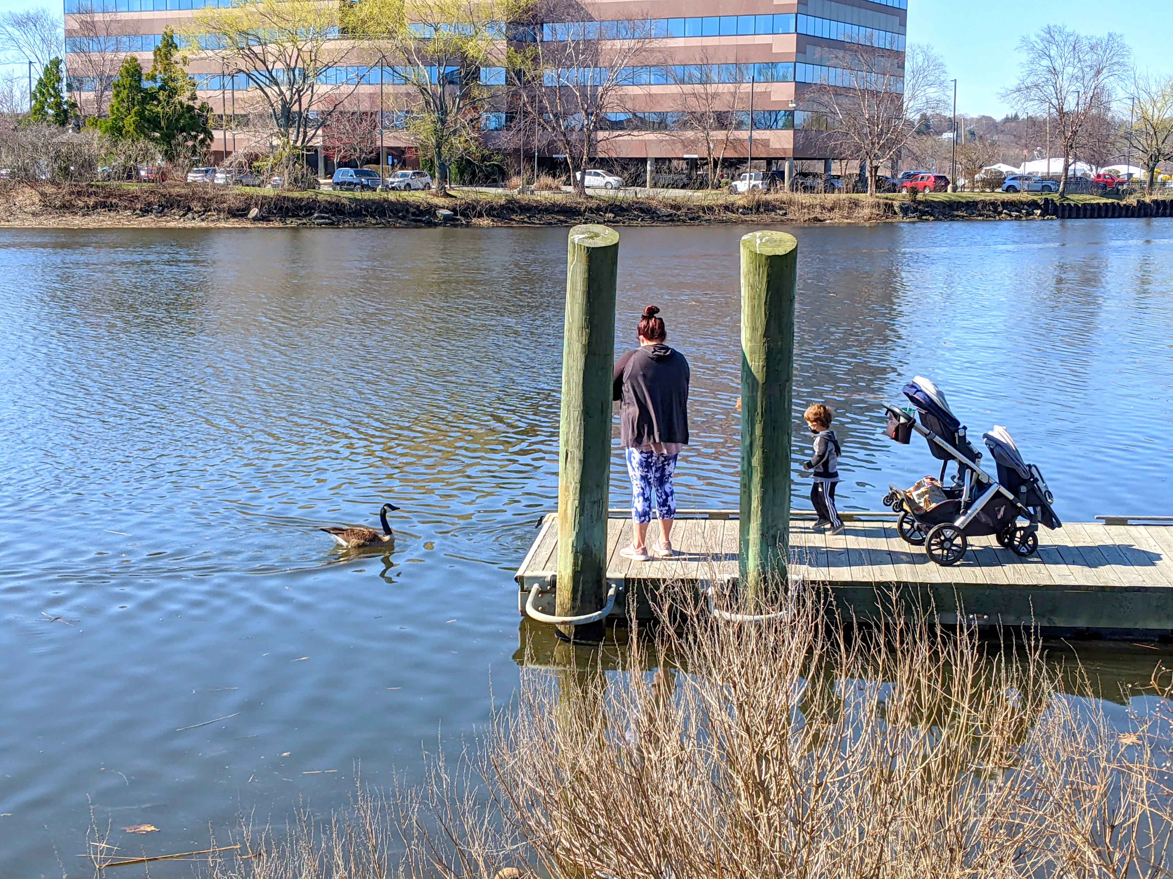Family prepares to feed geese on the river at Neponset Park.