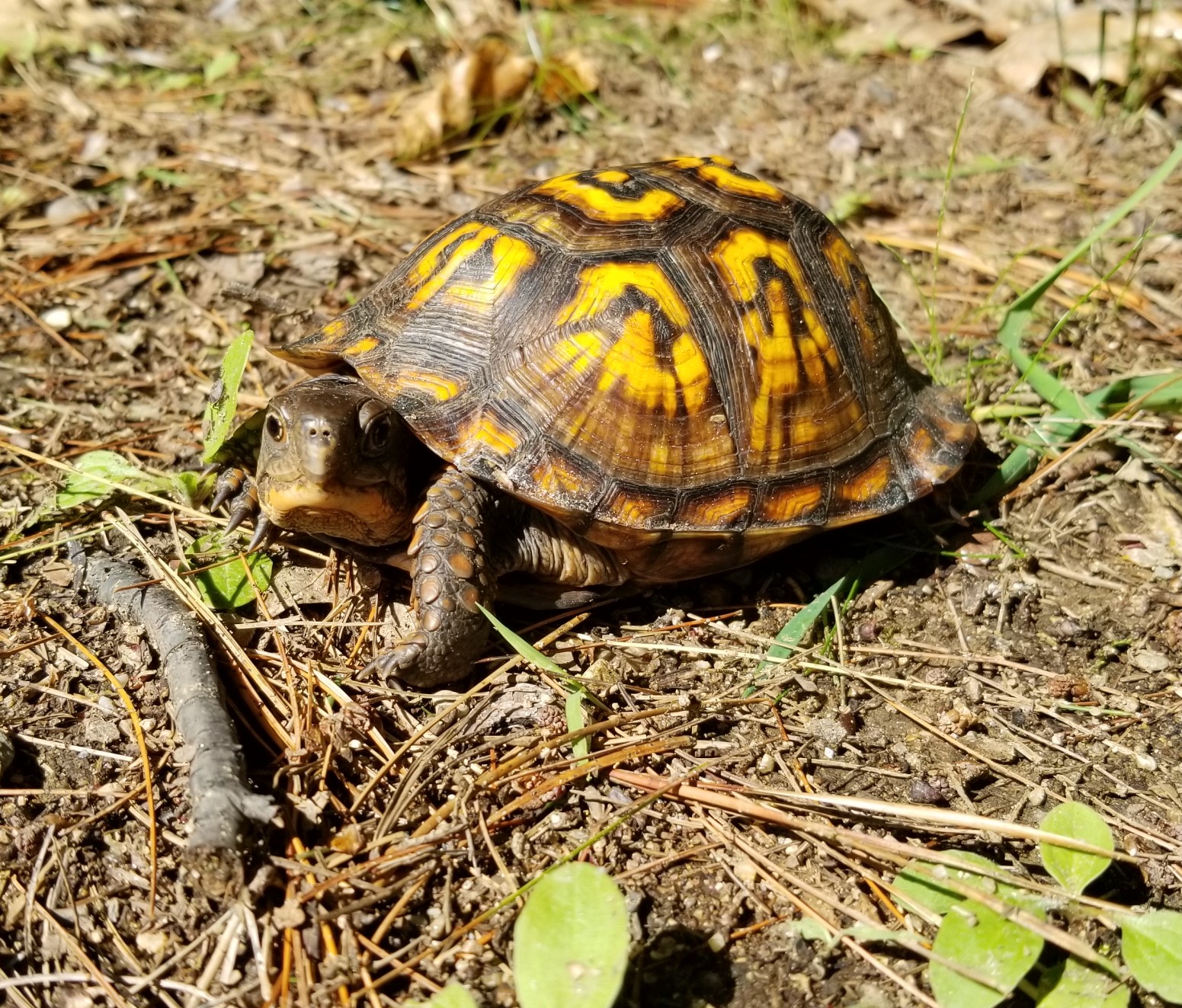 If we're into tiny turtles, here's a baby spotted turtle I found last week