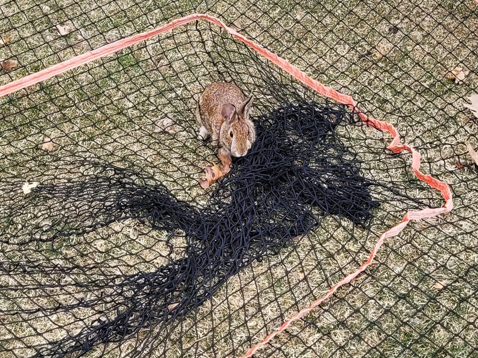 A bunny is rescued from a baseball net - The Boston Globe