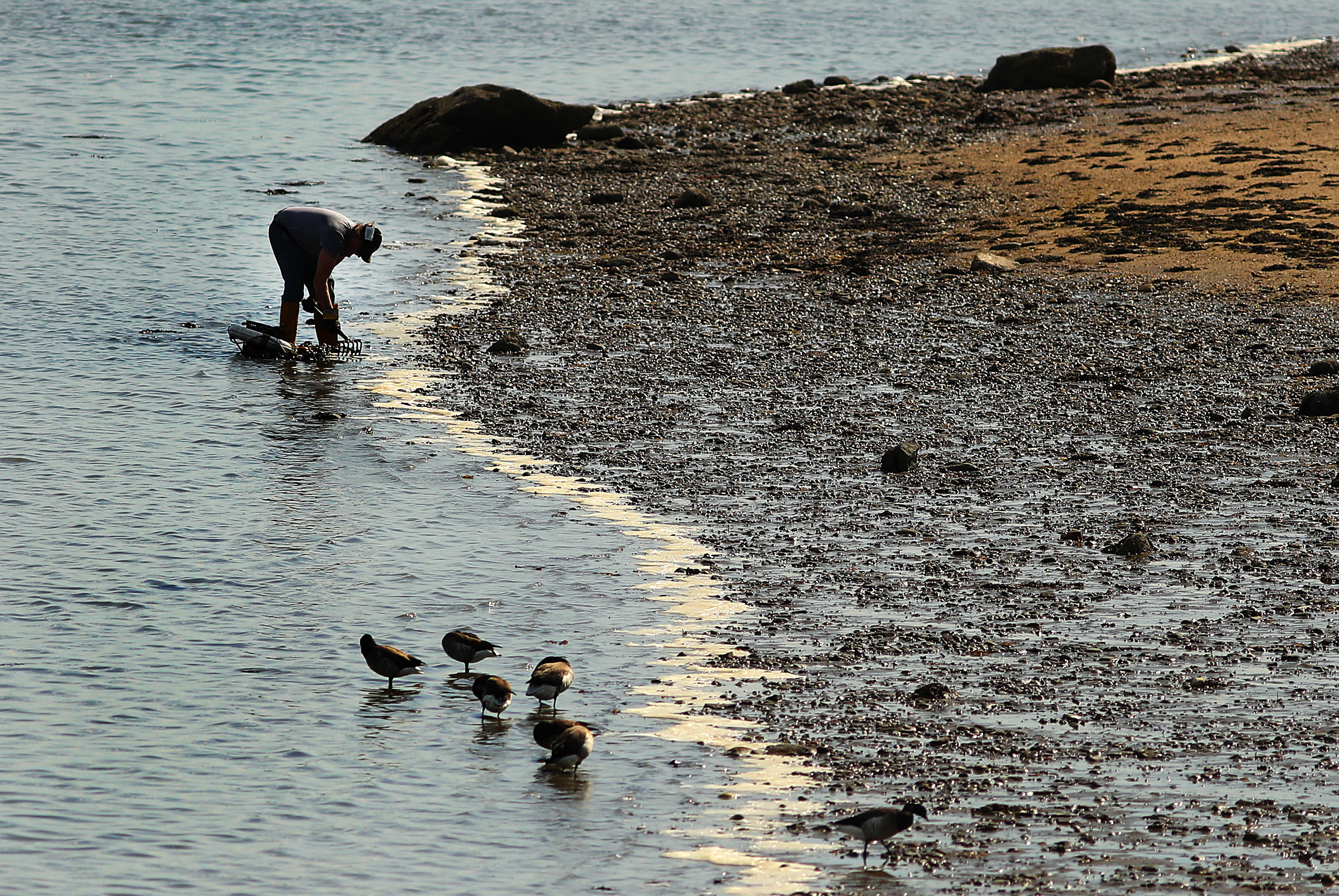 A man dug for clams near Powder Point Bridge in Duxbury Bay.