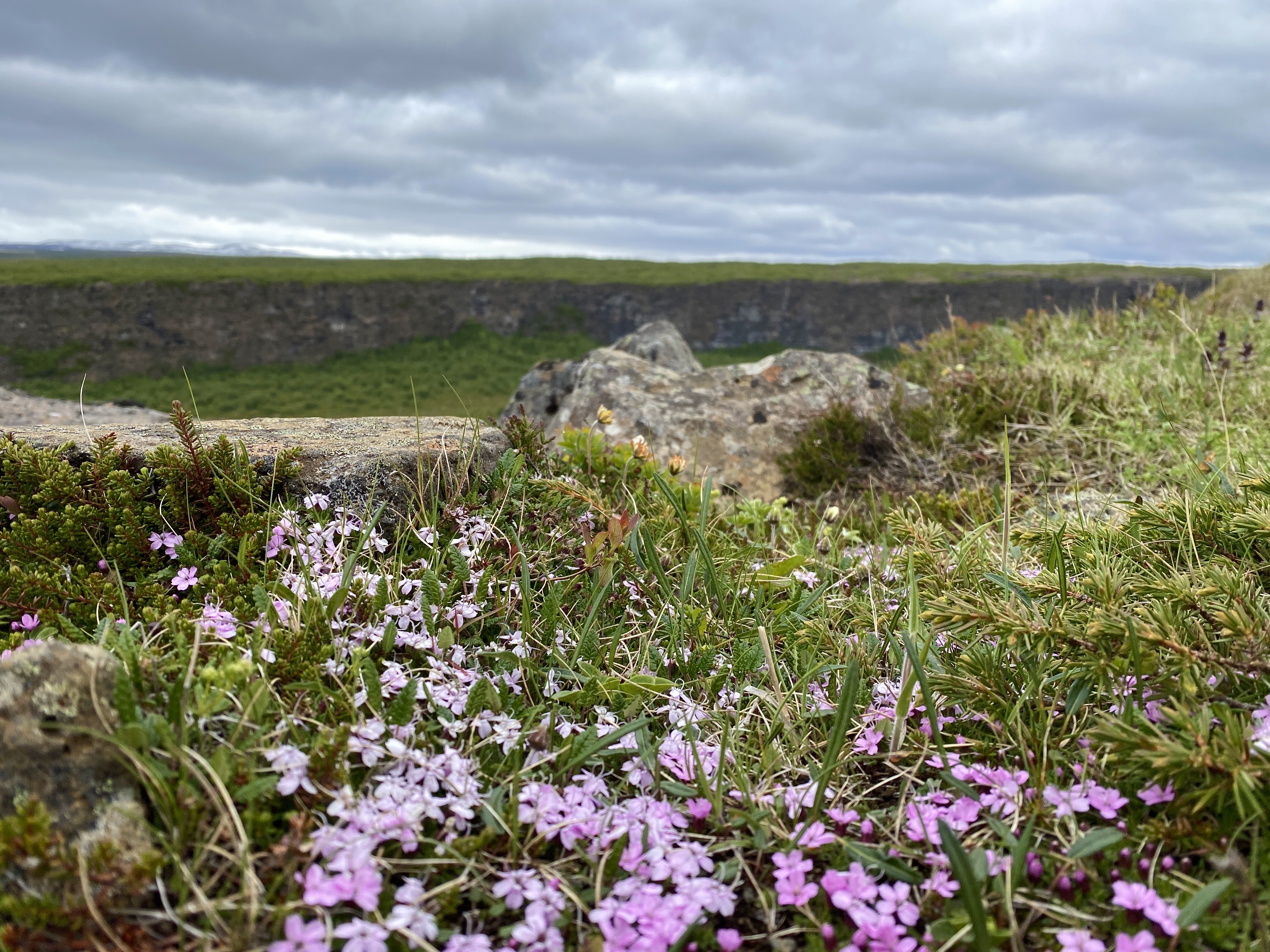 Wild flowers rim the edge of the Ásbyrgi Canyon in Iceland.