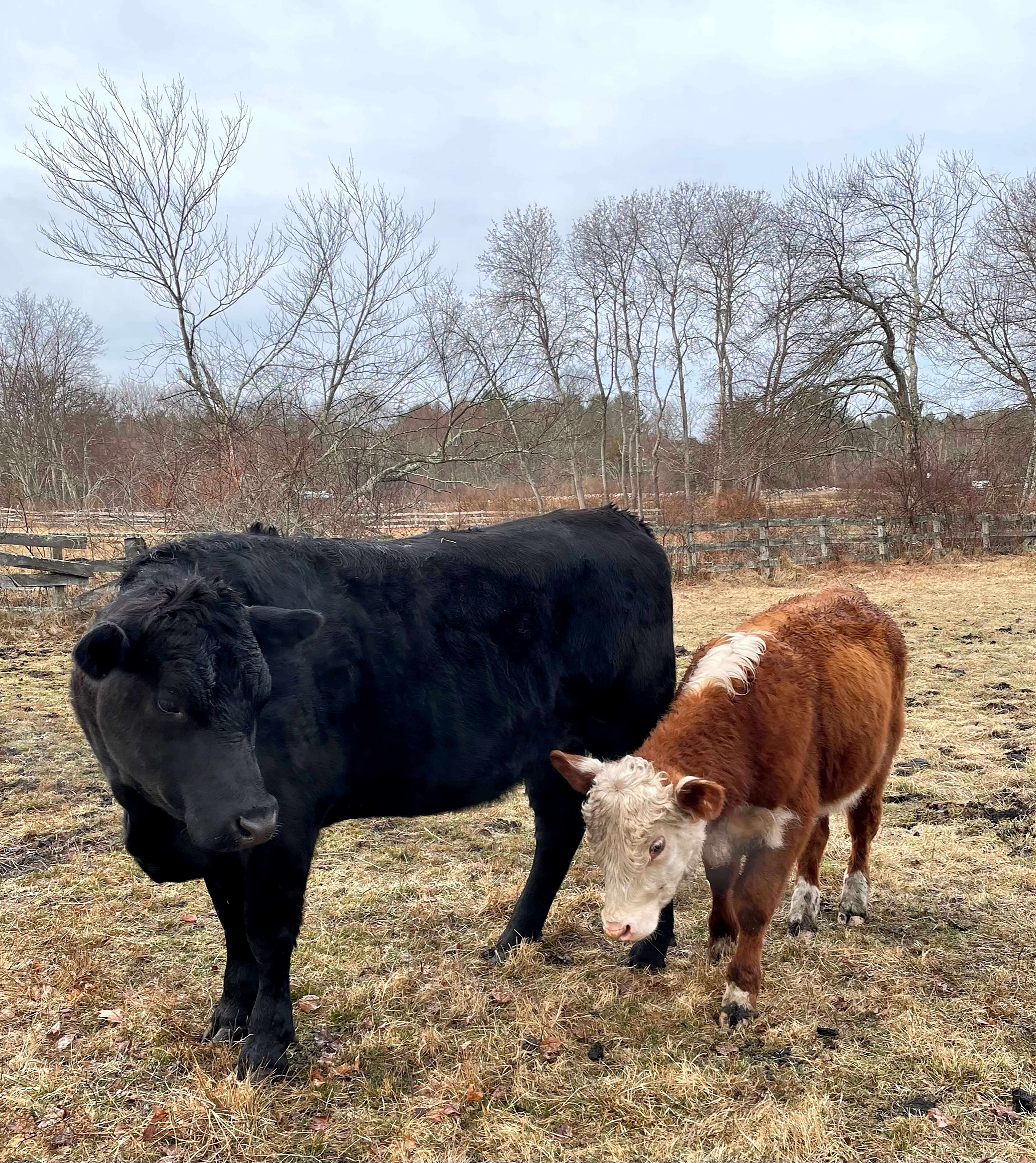 For one of the entries in the album, Nancy Shohet West took a photo of a young bull (right) that joined the herd at her parents’ Carlisle farm.