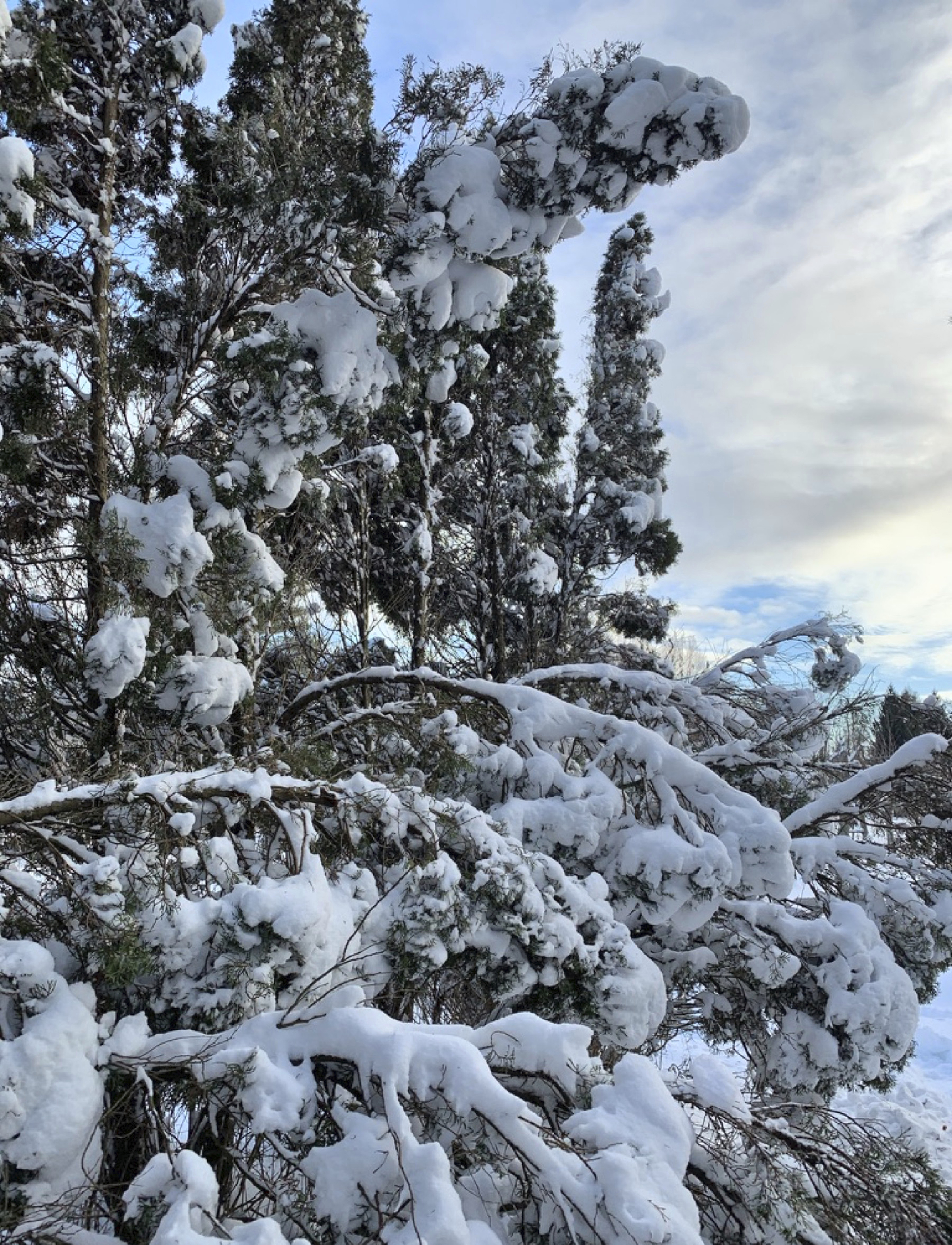 This undated photo shows snow-laden arborvitae trees in New Paltz, NY. With leafy branches in winter, evergreens are especially good at catching snow, which can be bent, even broken by a heavy snow load. (Lee Reich via AP)