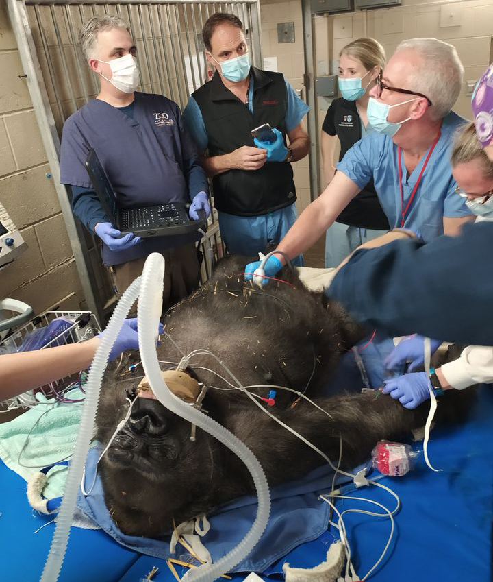 Zoo veterinarians performed an ultrasound in Kiki, the mother. She has had four other babies — all female.