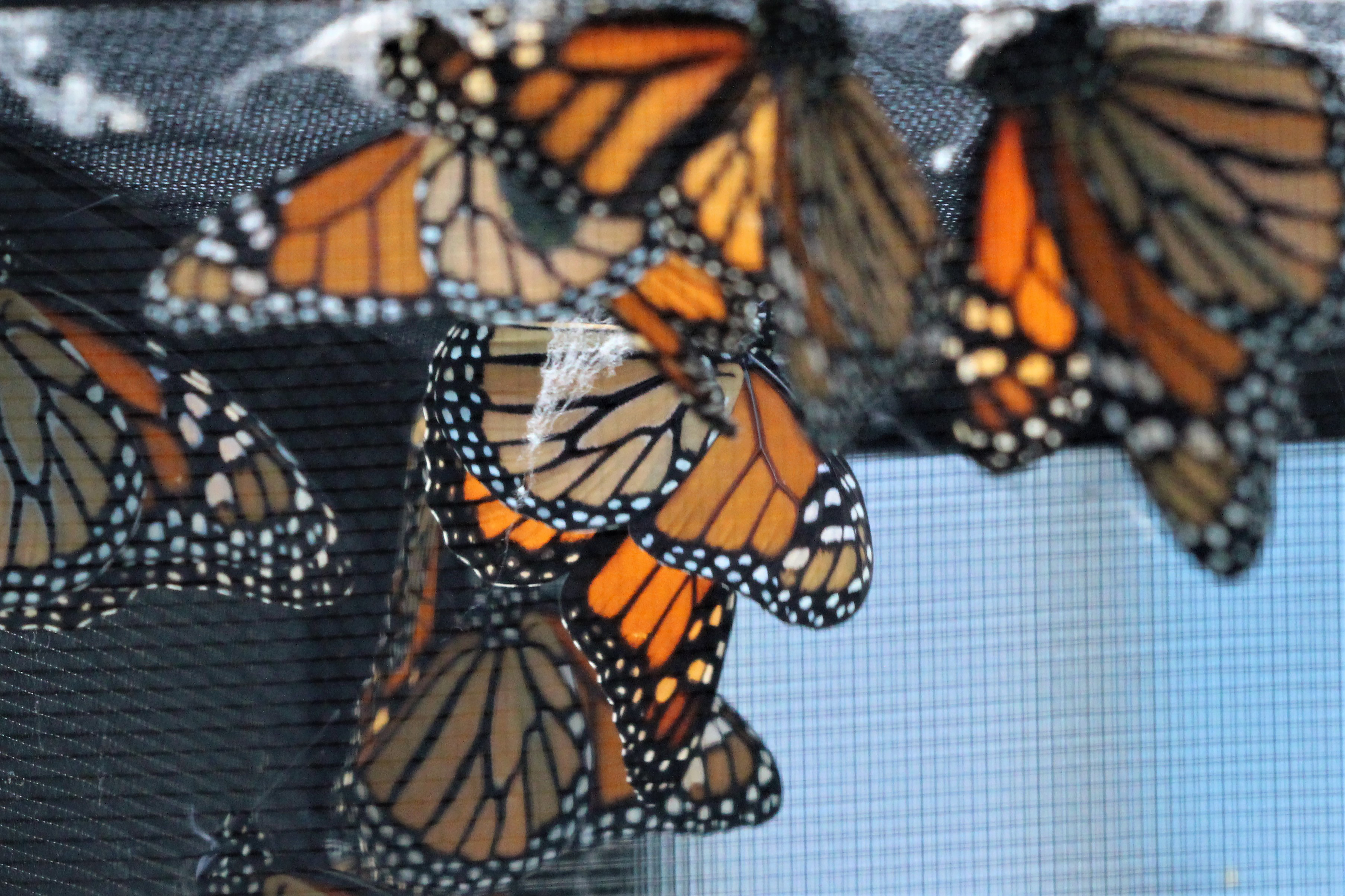 Monarch butterflies raised by Frank O'Donnell in 2020.