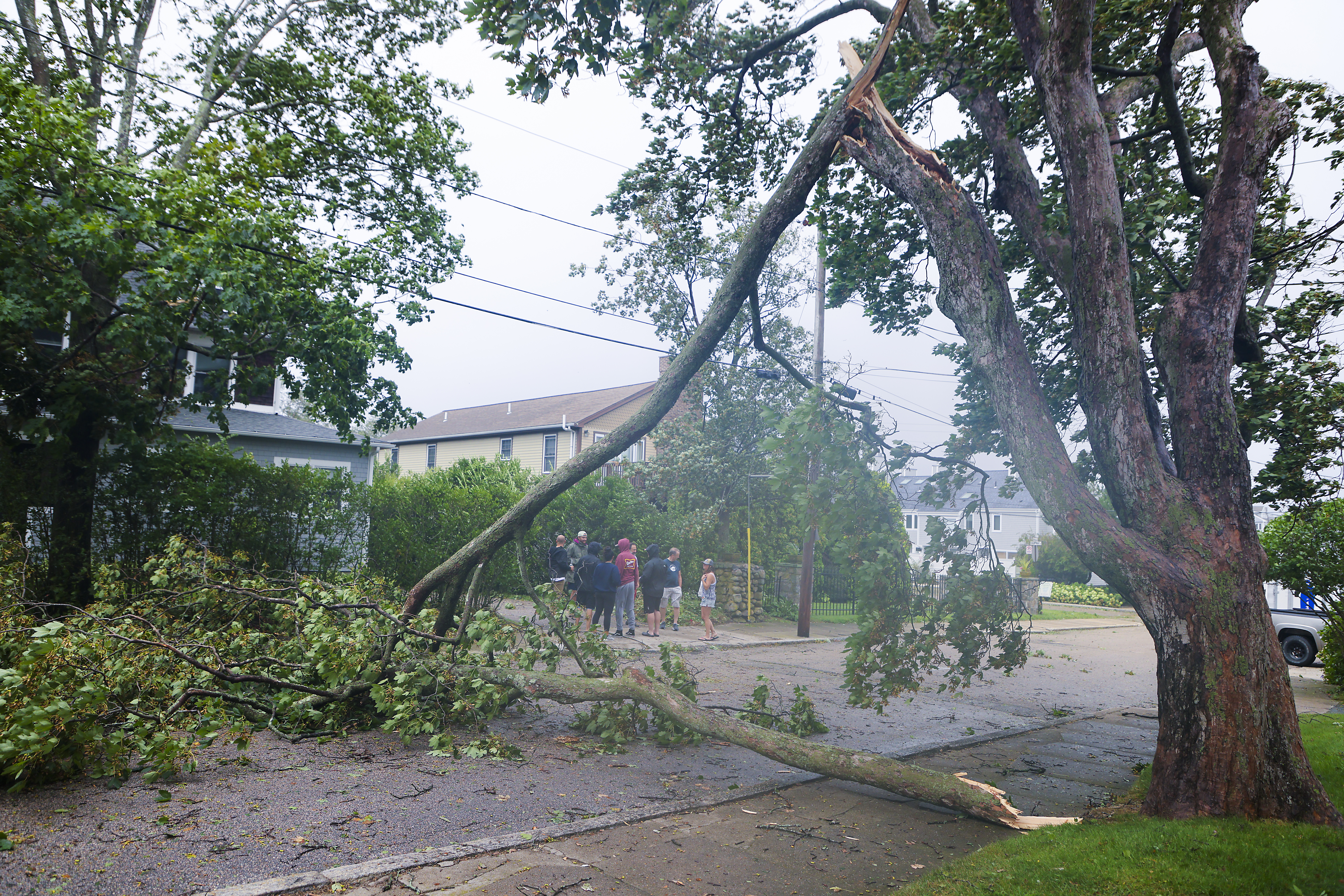 A fallen tree on Matthewson Street in Narragansett created from the Tropical Storm Henri.