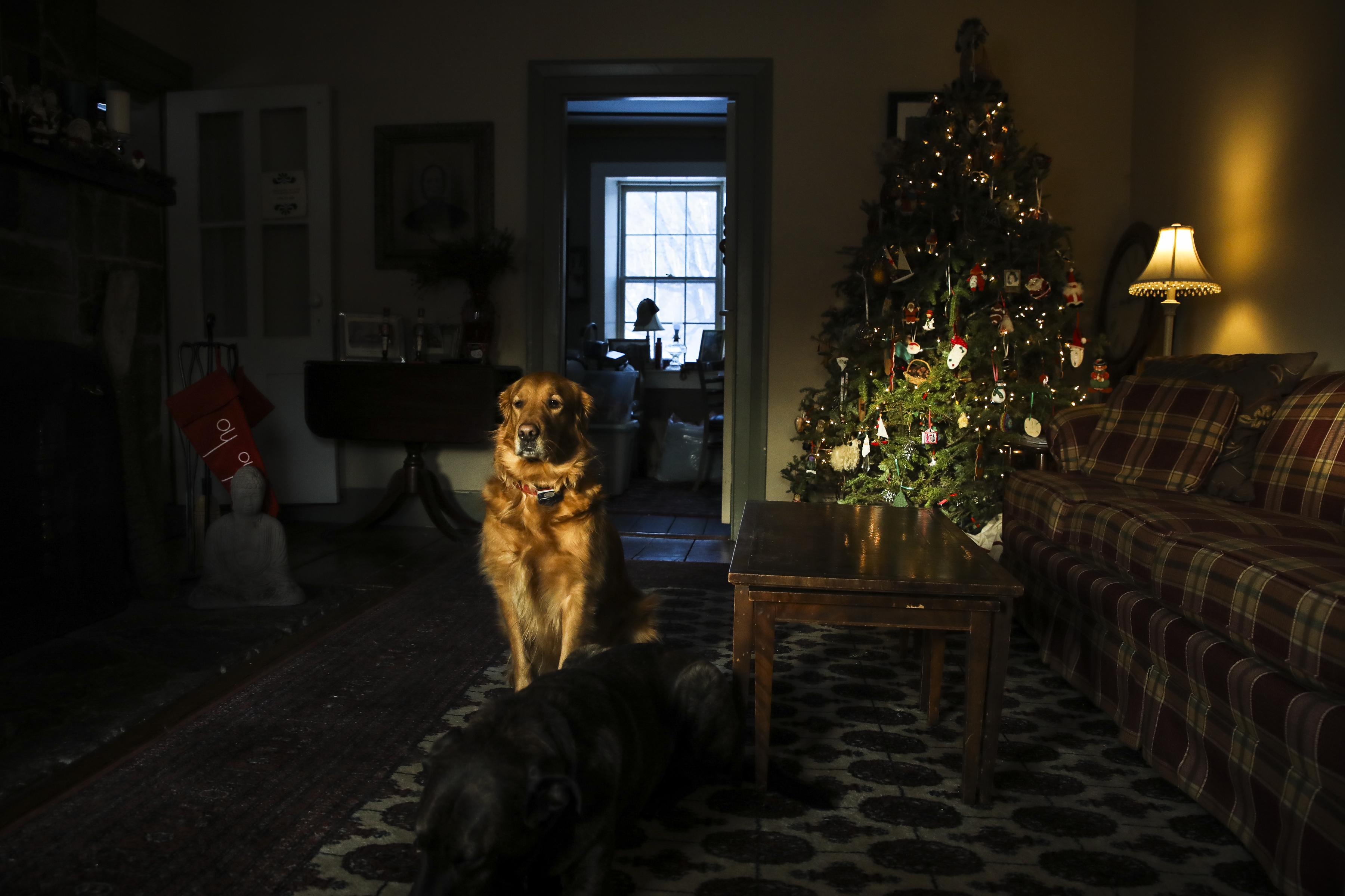 Aggie, the resident golden retriever of the Stone Hearth Inn  Tavern, enjoyed the afternoon sun in Chester, Vt., on Dec. 19.