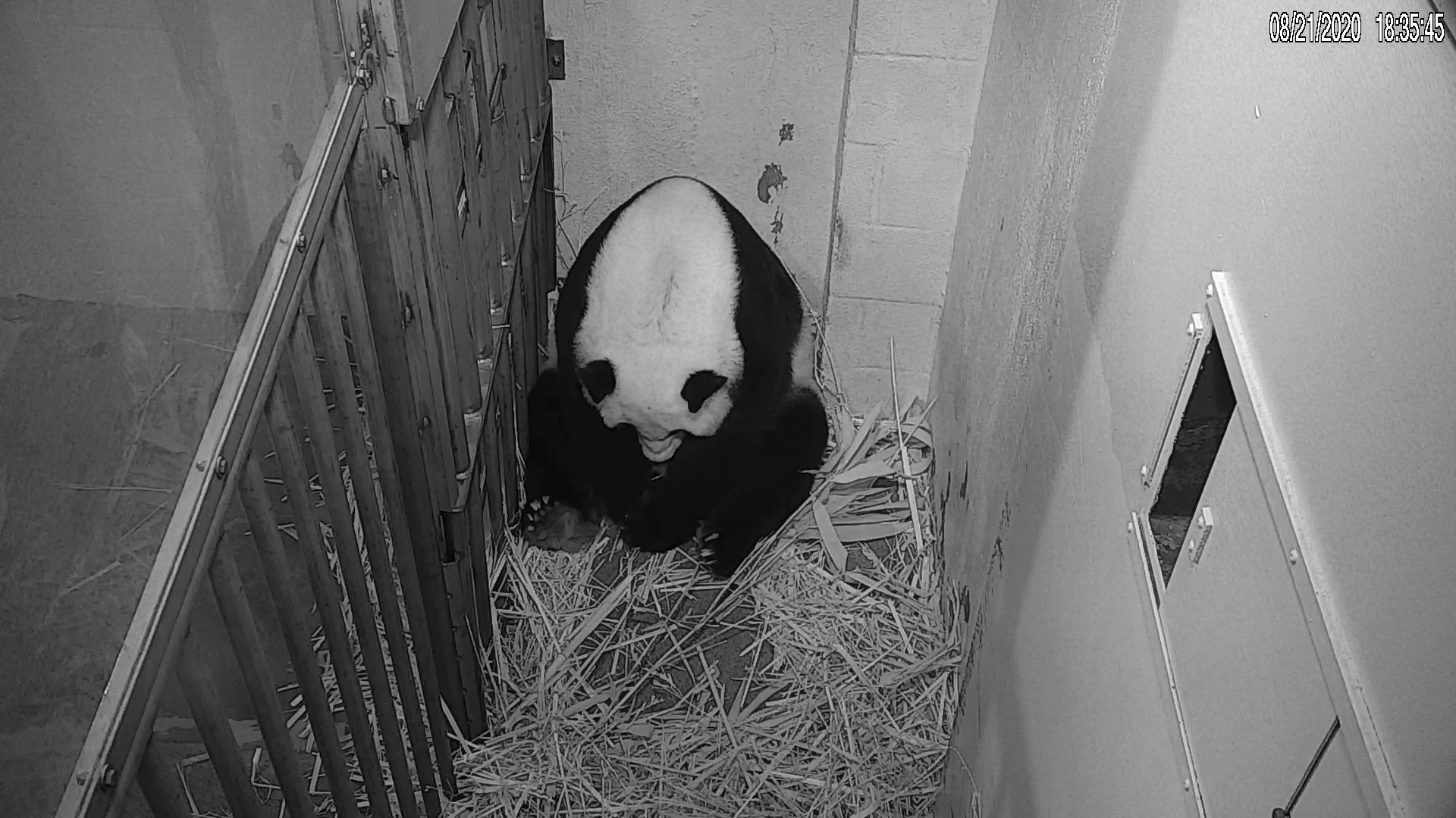 Mei Xiang is seen after giving birth to a Giant Panda cub Friday evening.