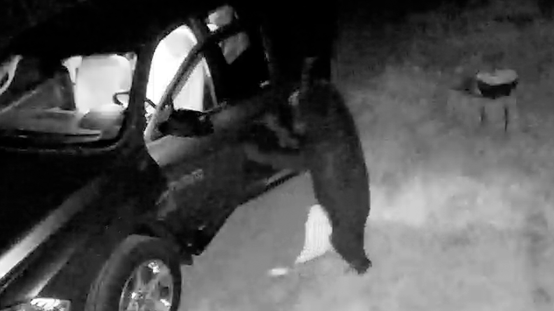 Bear Captured On Video Breaking Into Car In New Hampshire The Boston Globe