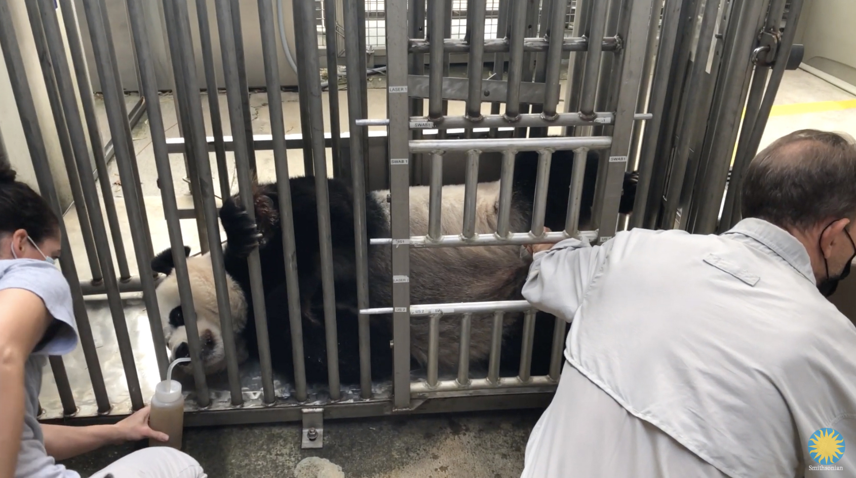 Mei Xiang got an ultrasound at the zoo on August 14.
