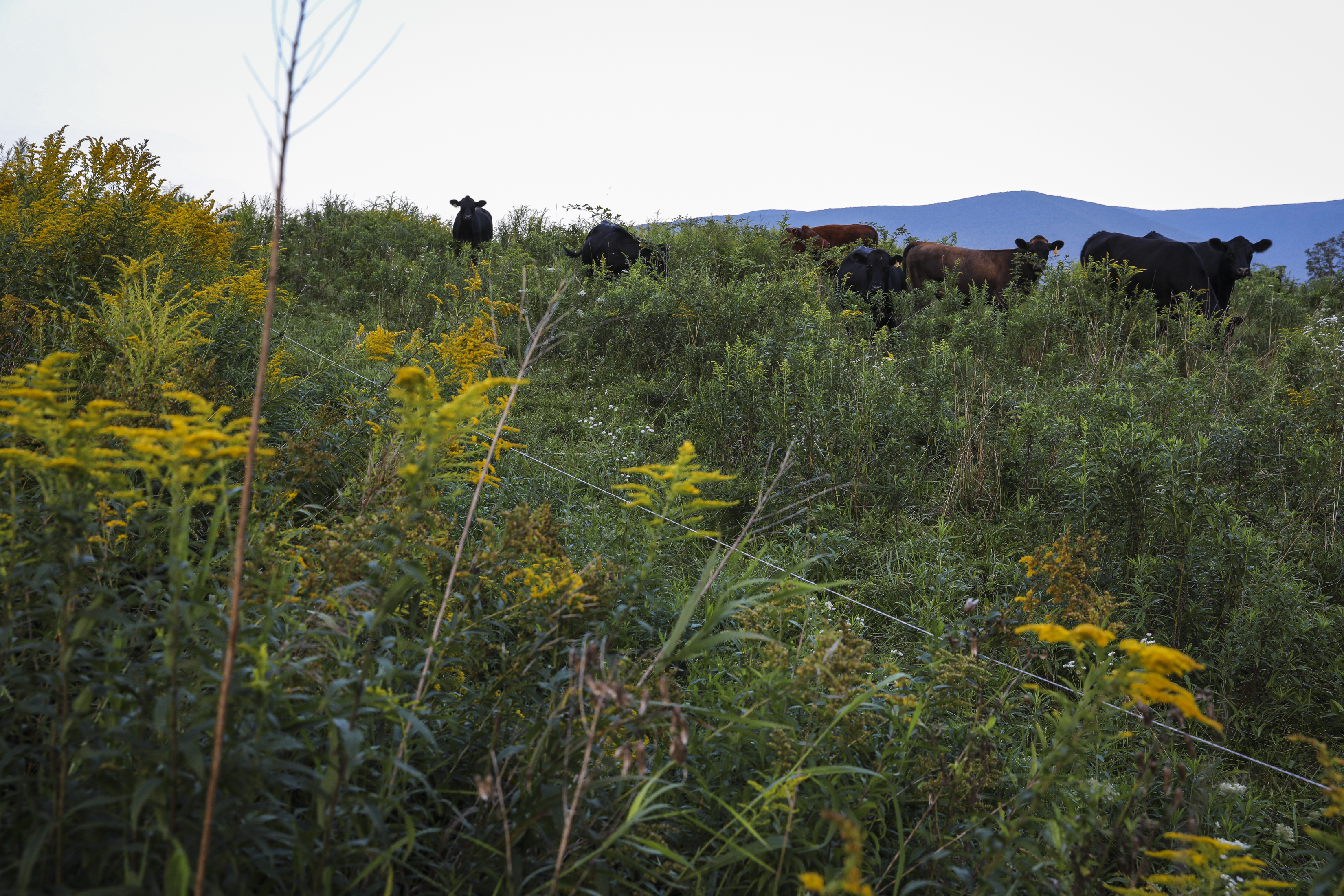 Cattle graze in Sweet Brook Farm’s pastures in Williamstown.