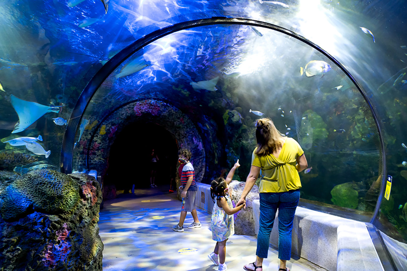 Virginia Aquarium & Marine Science Center’s South Building reopens this summer after a $25 million renovation.