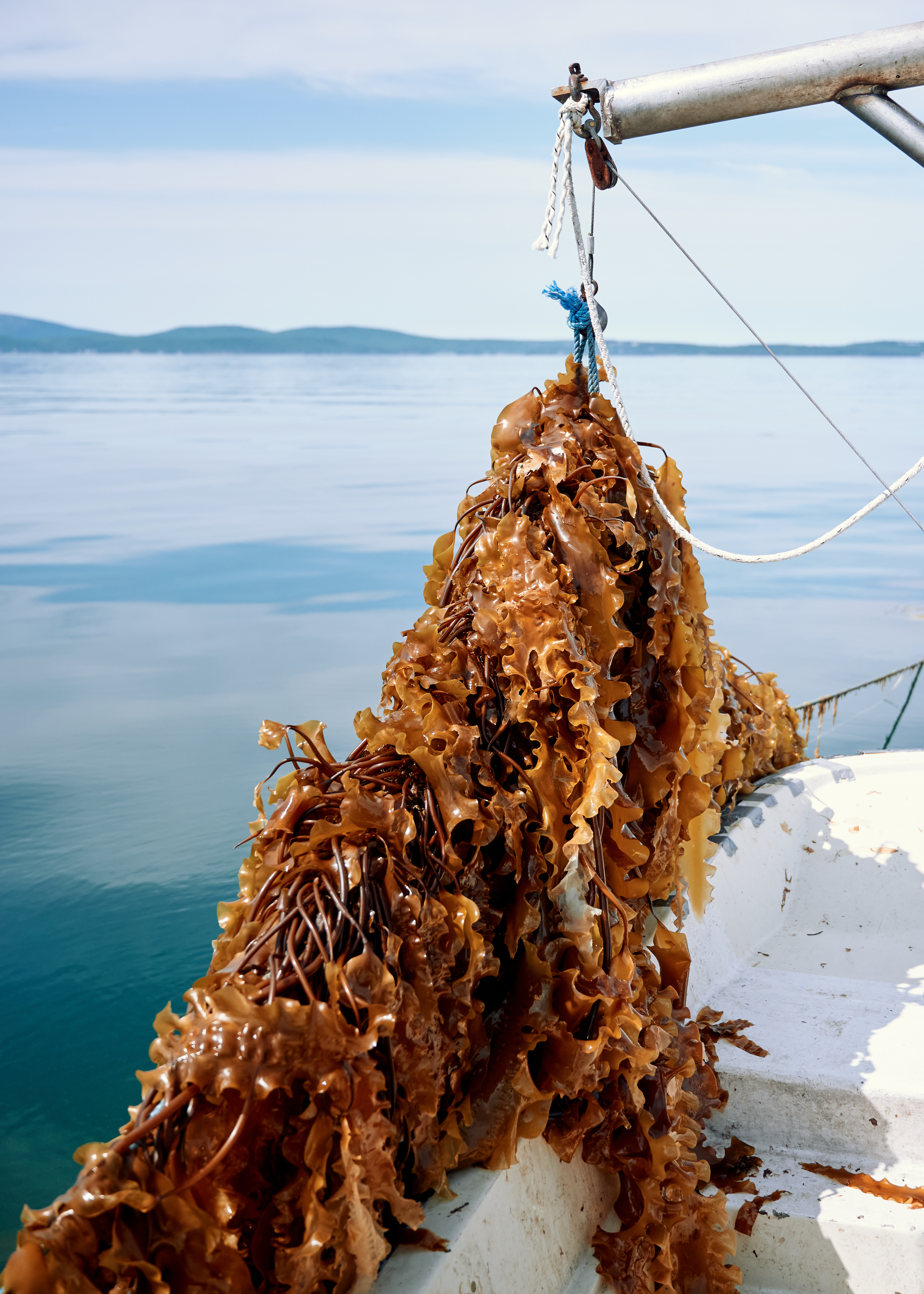 Kelp harvested by Sarah Redmond.