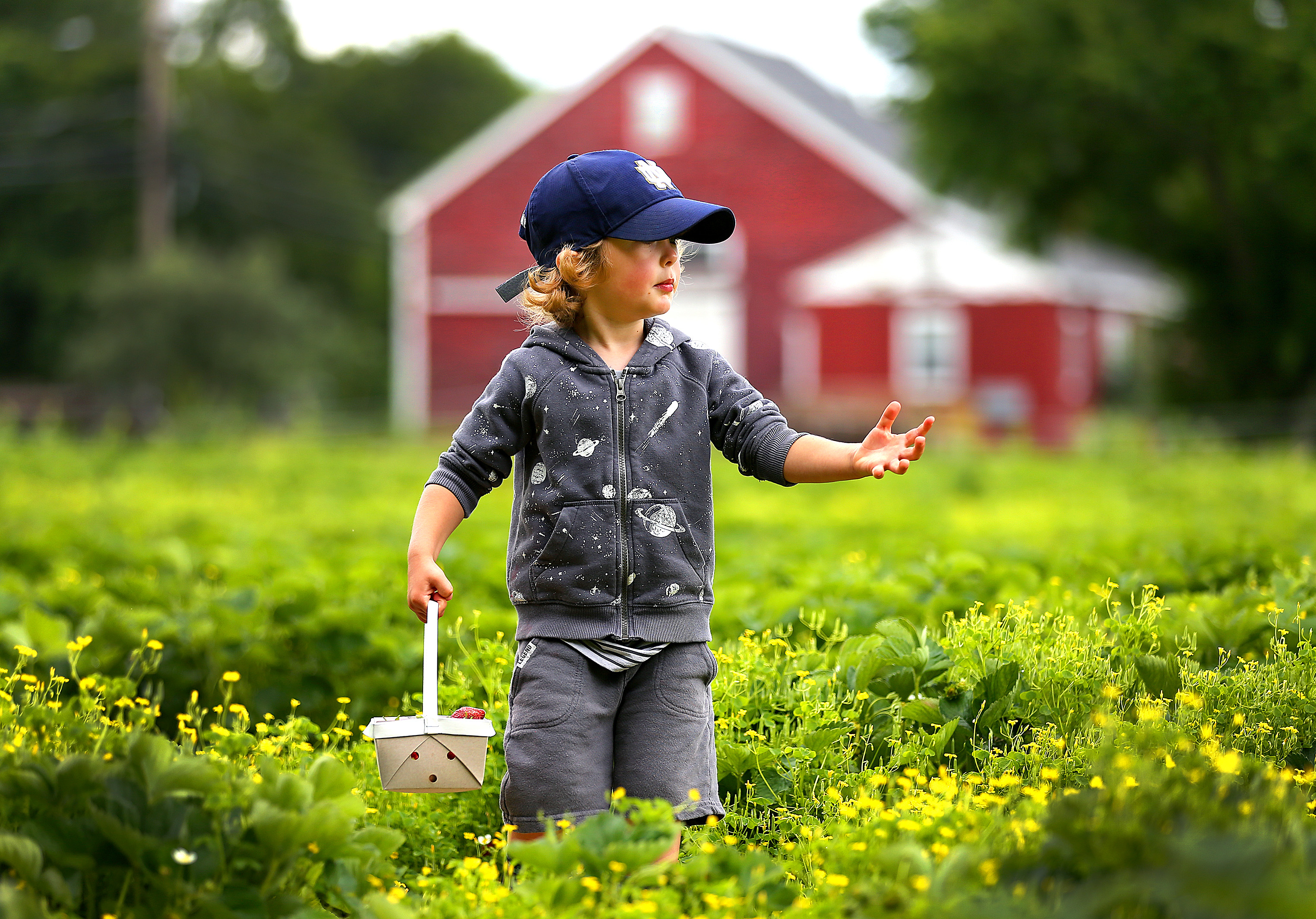Jude Frazier, 3, from Medford holds a basket of strawberries at Wards Berry Farm.