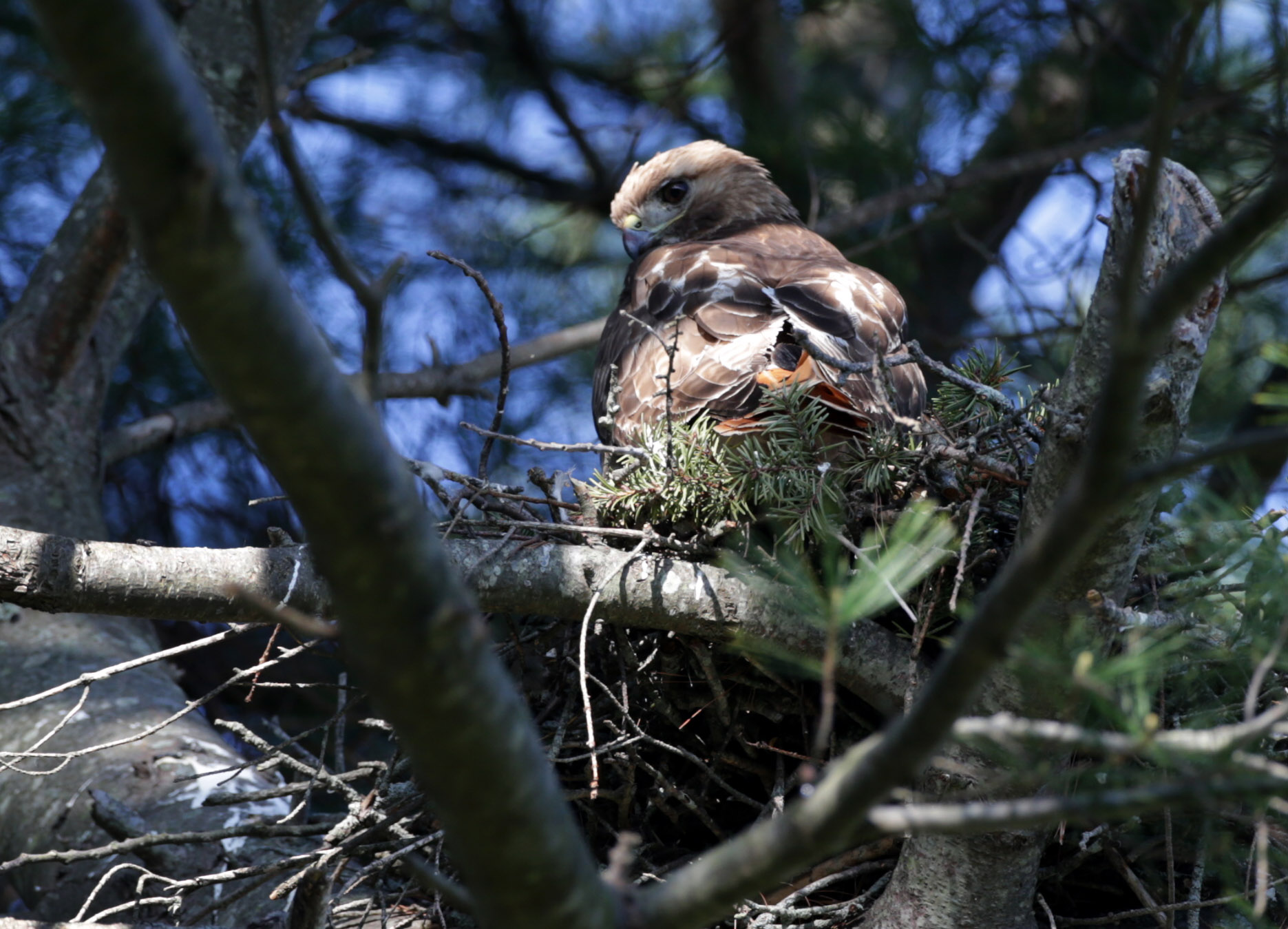 A red-tailed hawk sat on its nest at Green Lawn Cemetery in Salem.