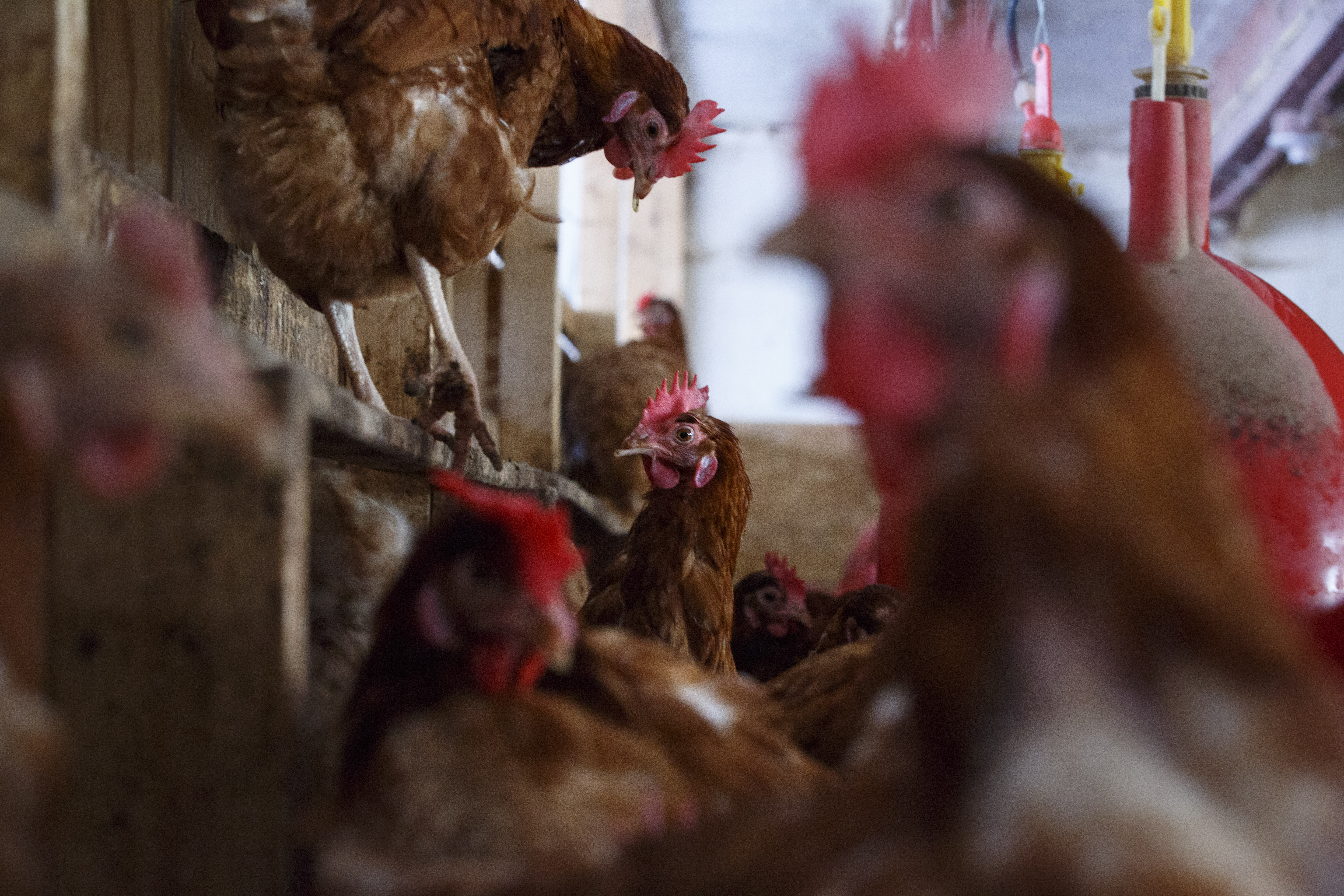 Under the Massachusetts ballot item, each hen would have to have access to at least 1.5 square feet of usable floor space.