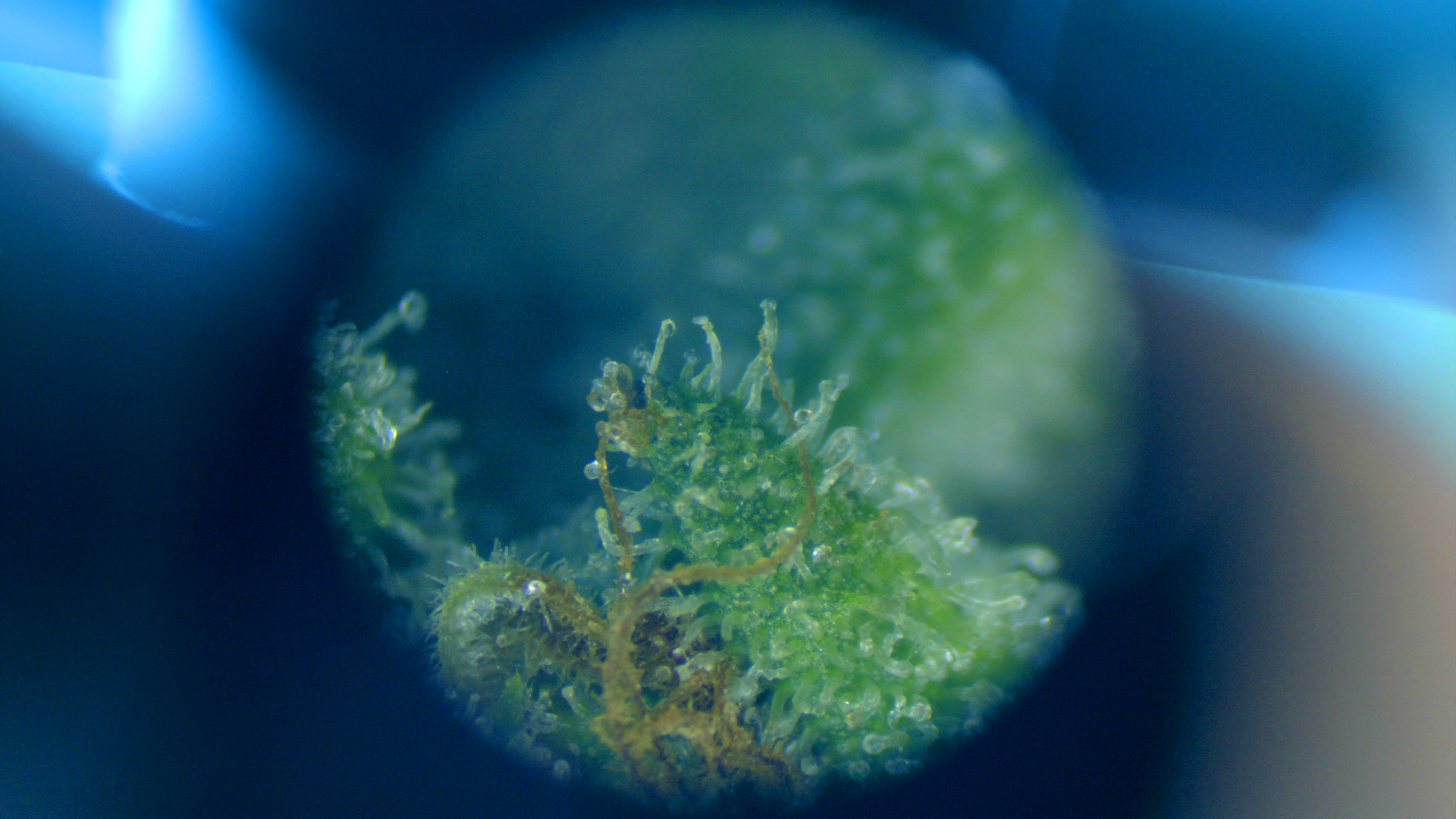 Cannabis seen under a microscope. From "The Cannabis Question."