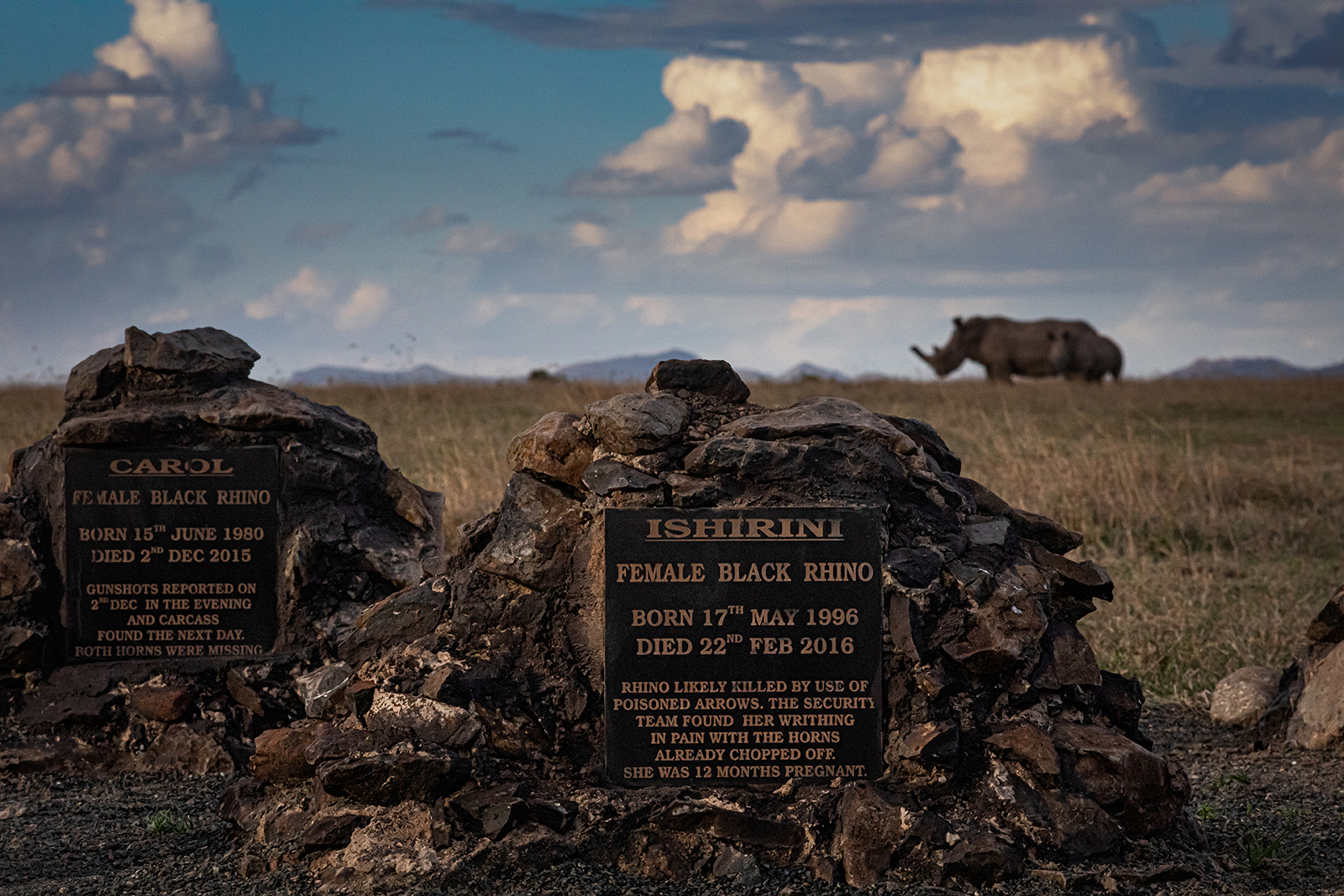 Raganosių kapinės Ol Pejeta konservatorijoje.  Tik du iš 22 gamtosaugos raganosių mirė dėl natūralių priežasčių.  Kitus nužudė brakonieriai.