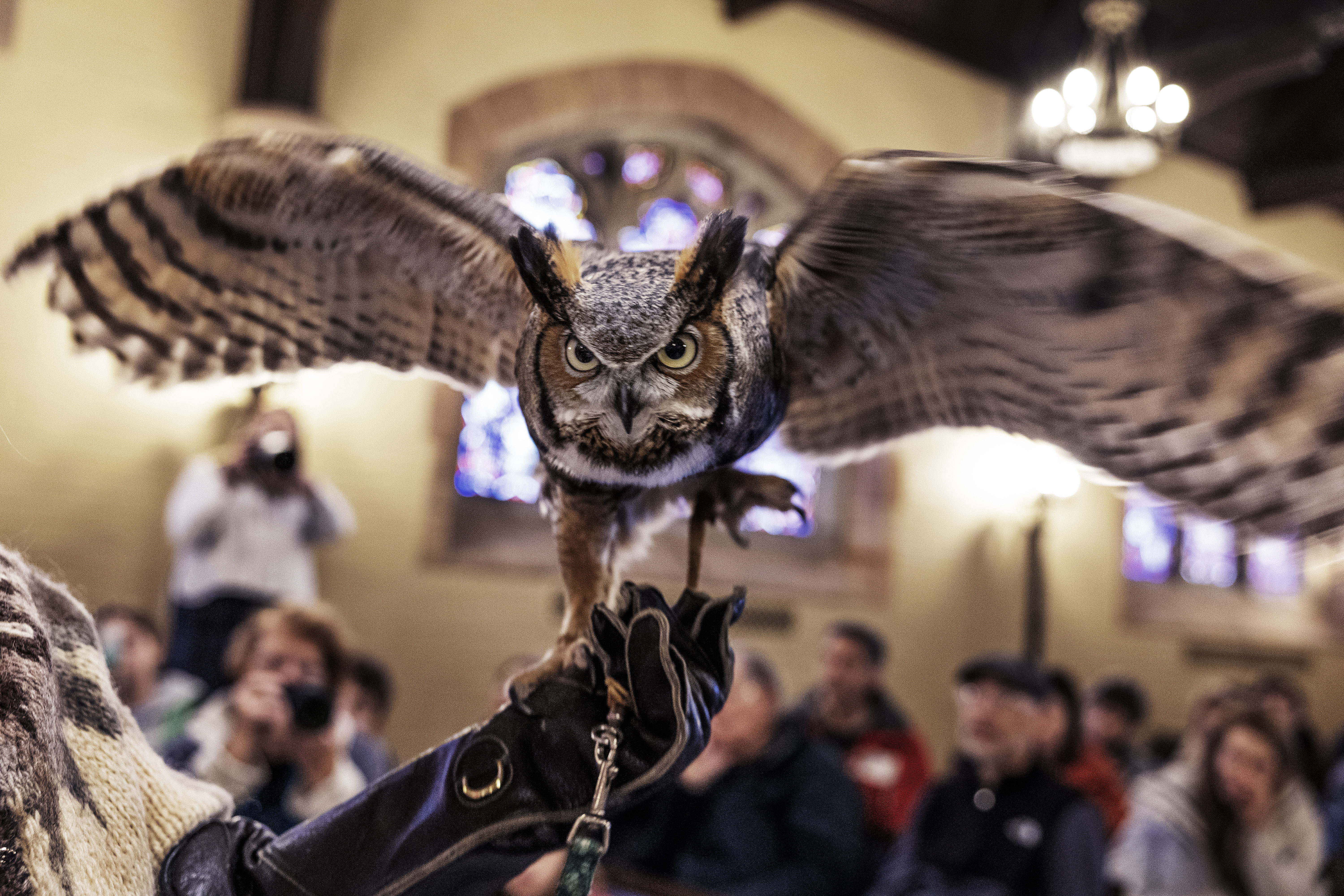 Stan Grossfeld: Eyes on Owls at Mount Auburn Cemetery