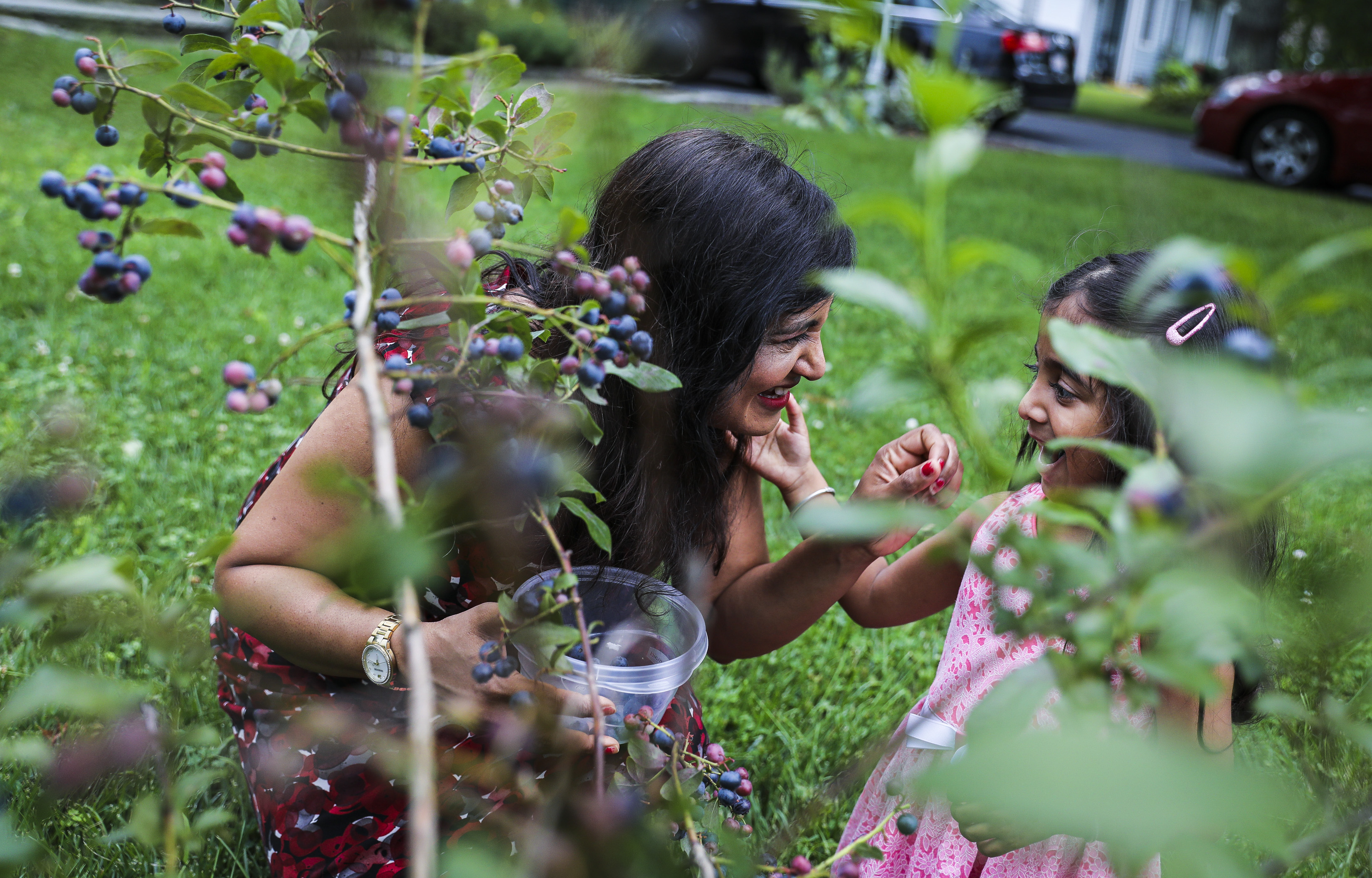 Snehalata Kadam picked blueberries with her daughter Uruvi at their neighbor’s bushes on Wednesday evening.