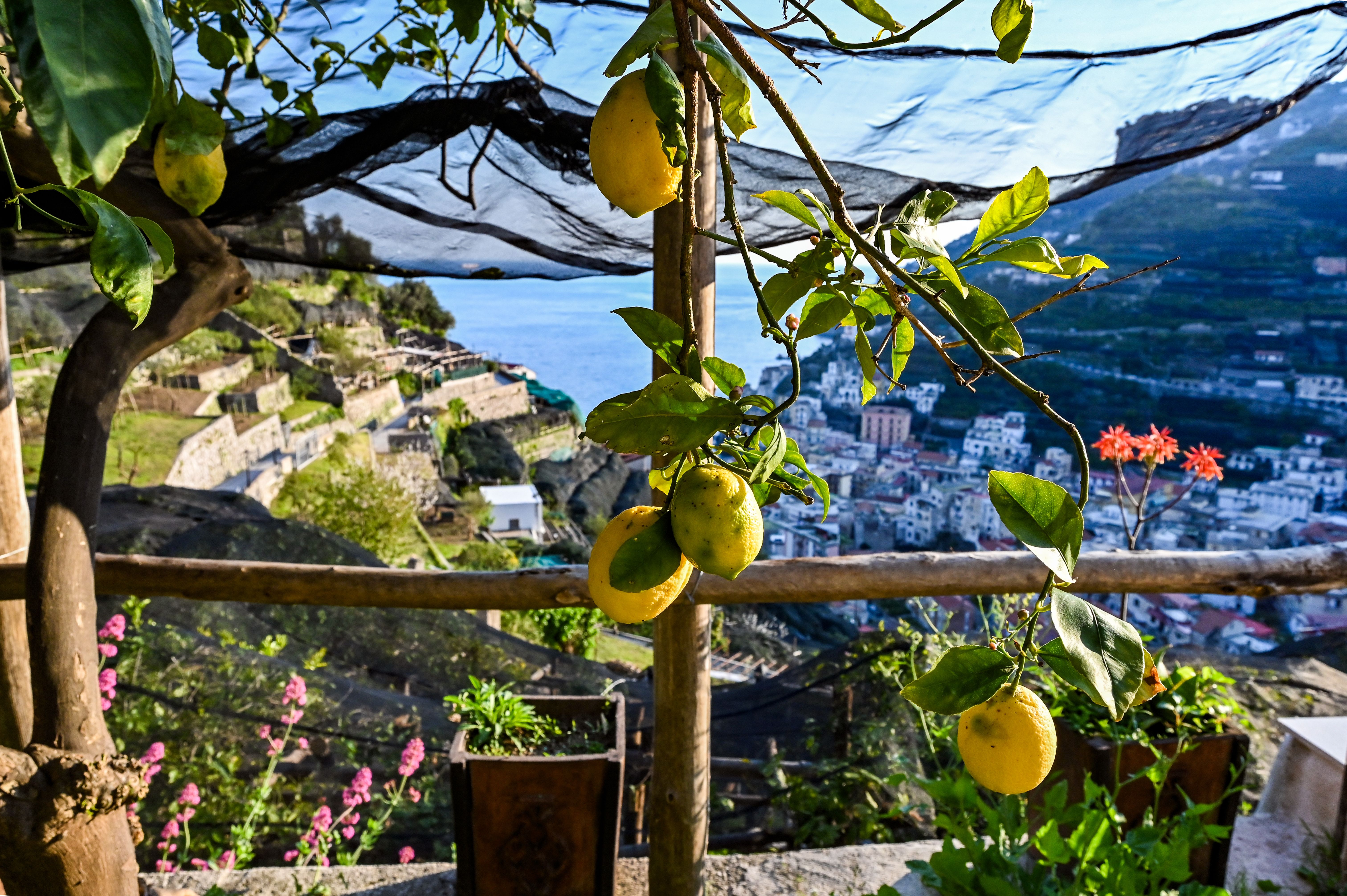 Lemon trees on the Amalfi Coast. EF Go Ahead Tours is offering food and wine tours to take guests to the Amalfi Coast, Bordeaux, and beyond.