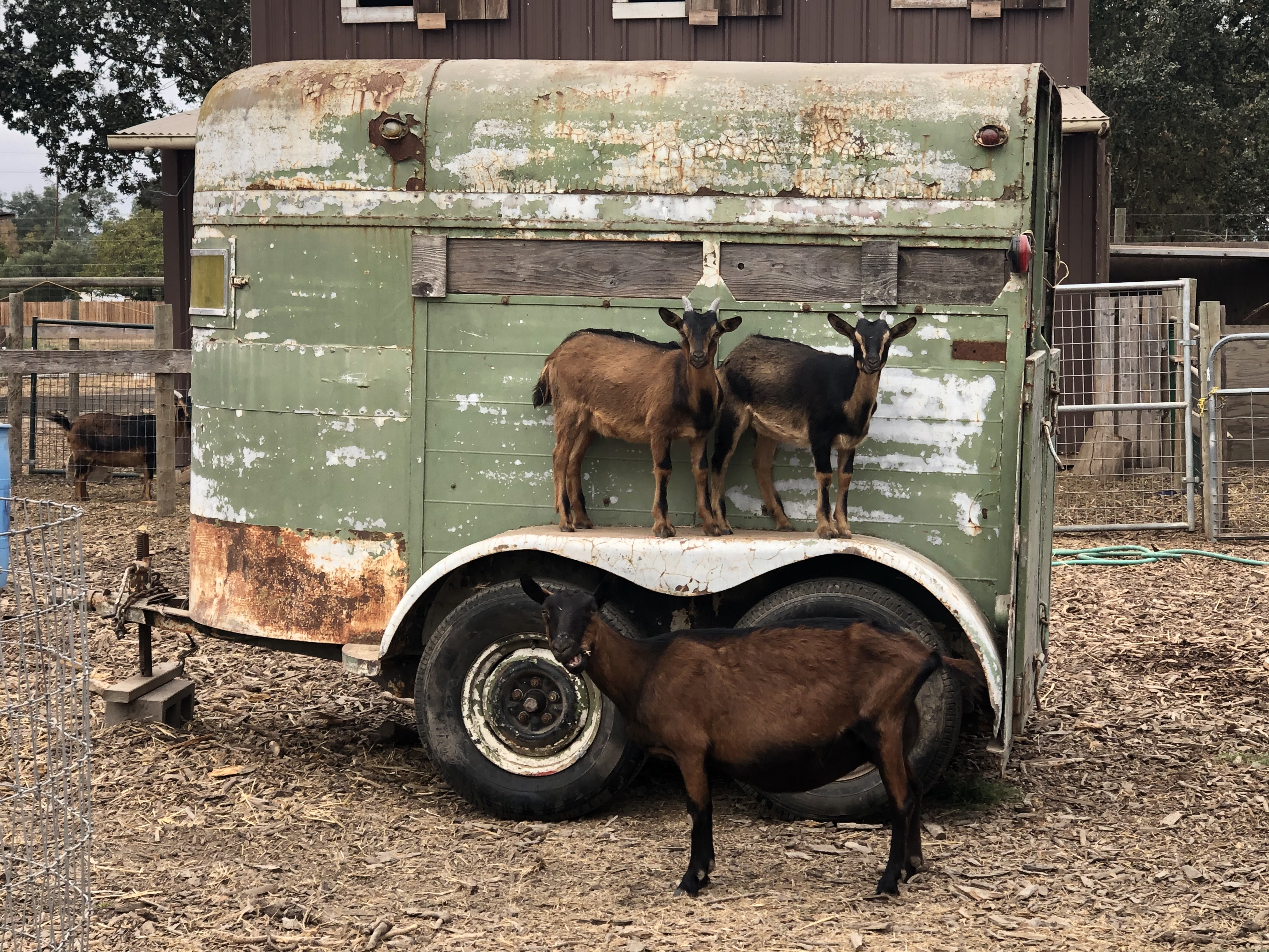 Babs, the Swiss dairy goat who went into labor during an employee’s phone call, and her pandemic babies.